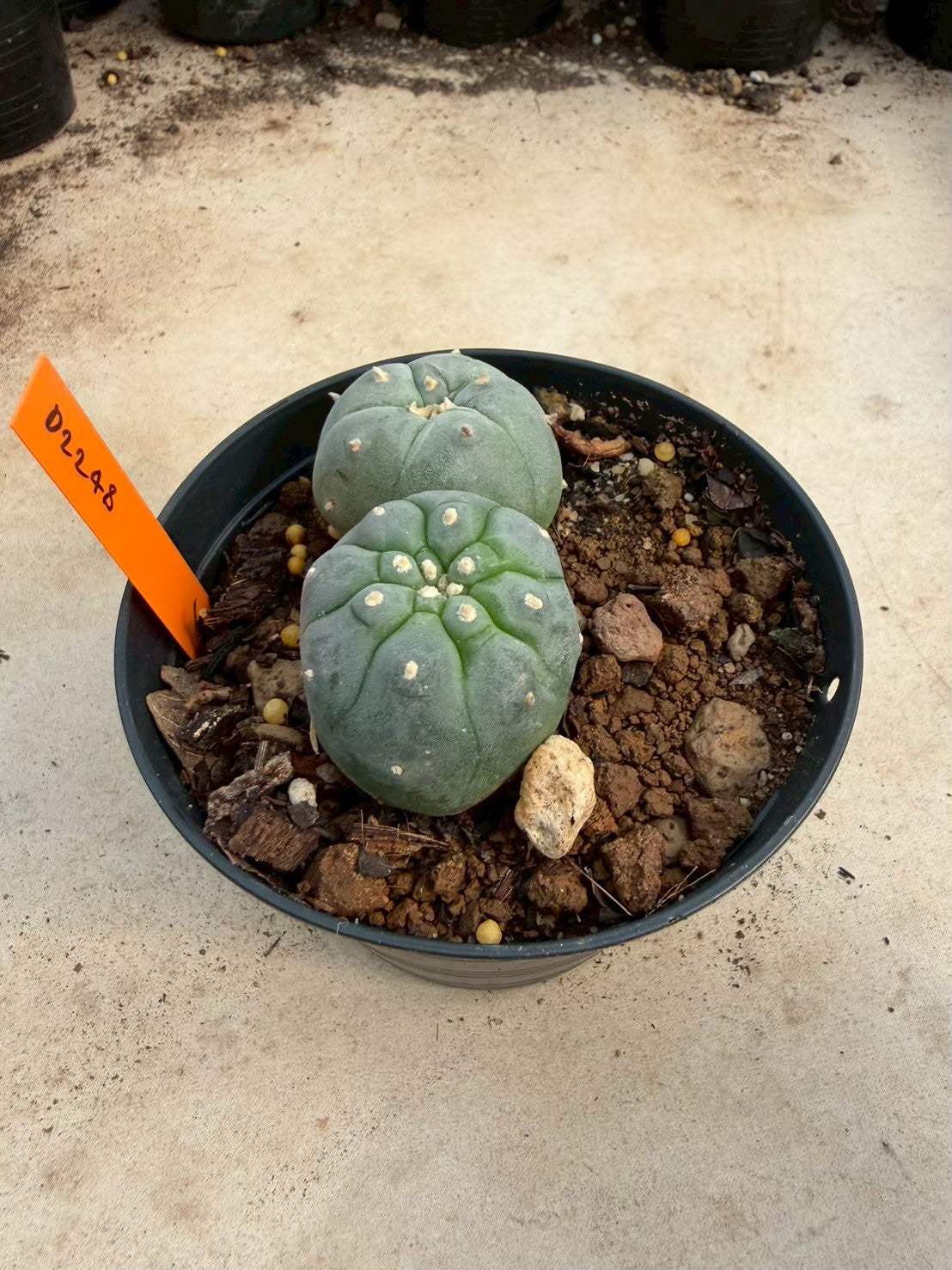 Lophophora williamsii – Peyote Cactus (Seed Grown, 3-3.5 cm, Own Root) 12 years old