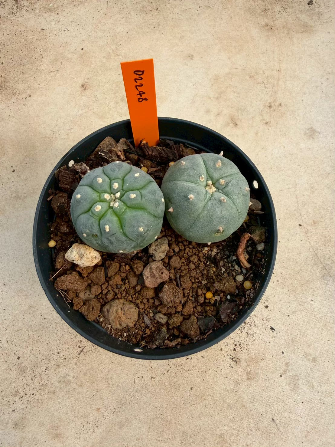 Lophophora williamsii – Peyote Cactus (Seed Grown, 3-3.5 cm, Own Root) 12 years old