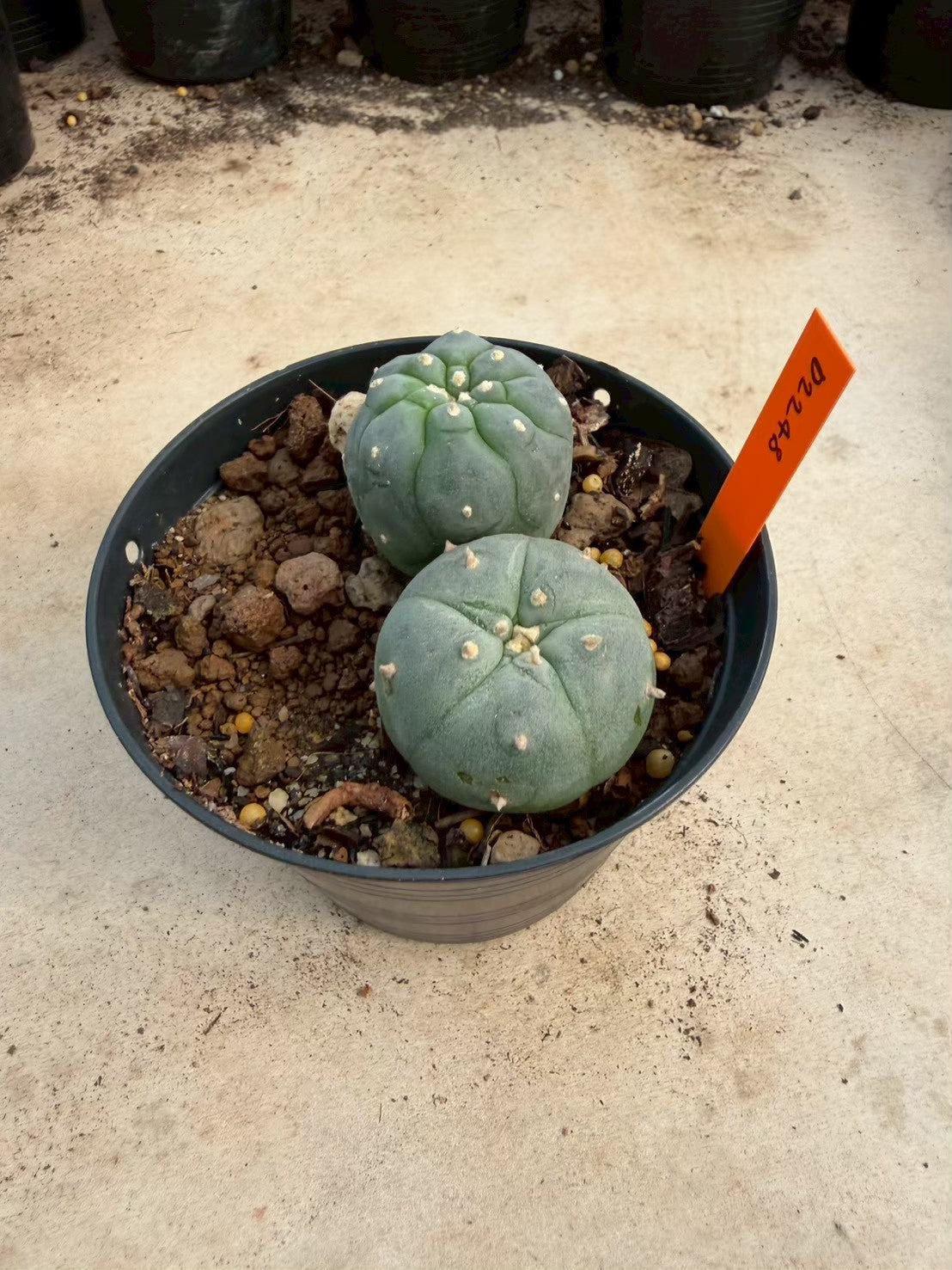 Lophophora williamsii – Peyote Cactus (Seed Grown, 3-3.5 cm, Own Root) 12 years old