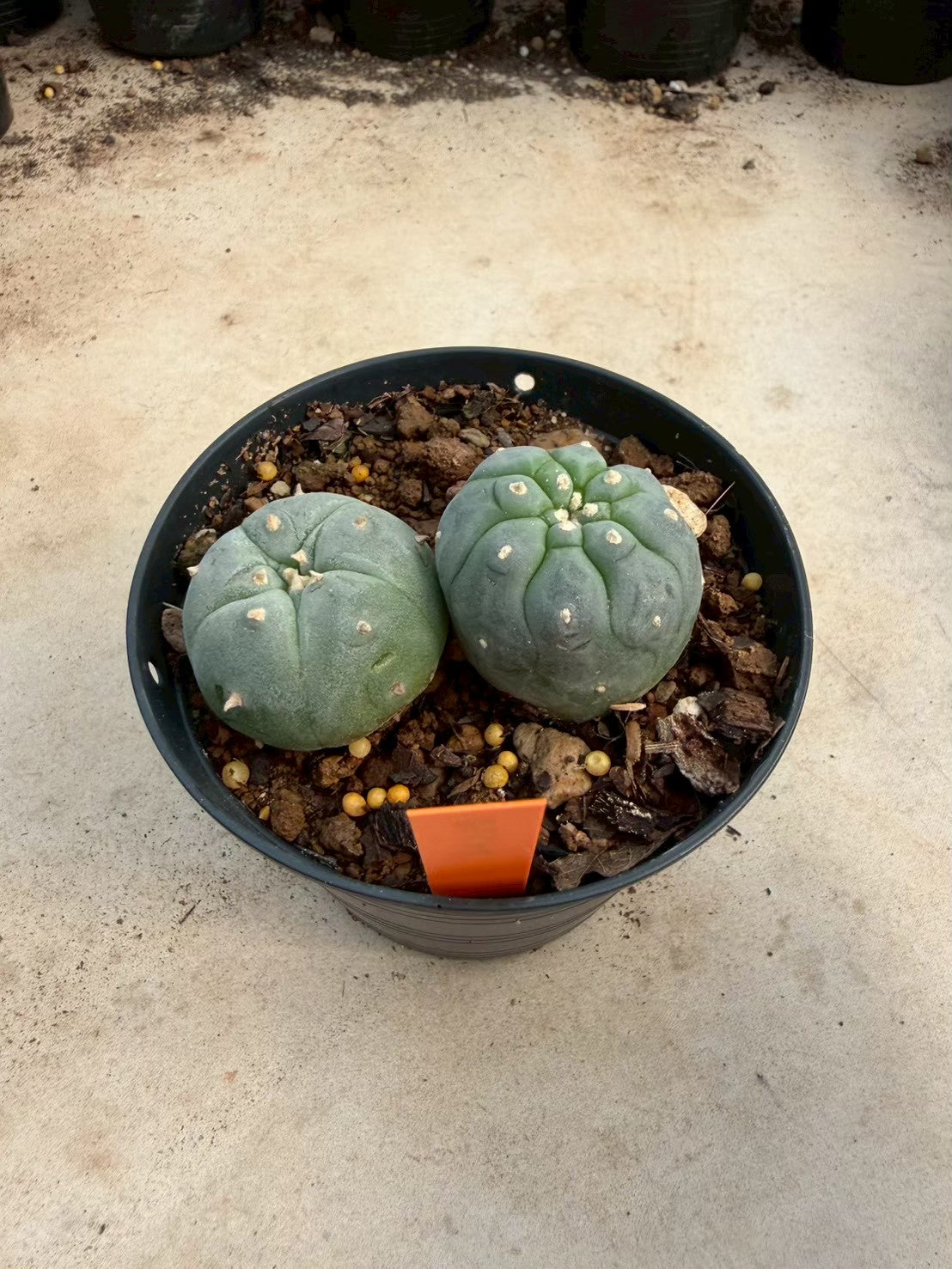 Lophophora williamsii – Peyote Cactus (Seed Grown, 3-3.5 cm, Own Root) 12 years old