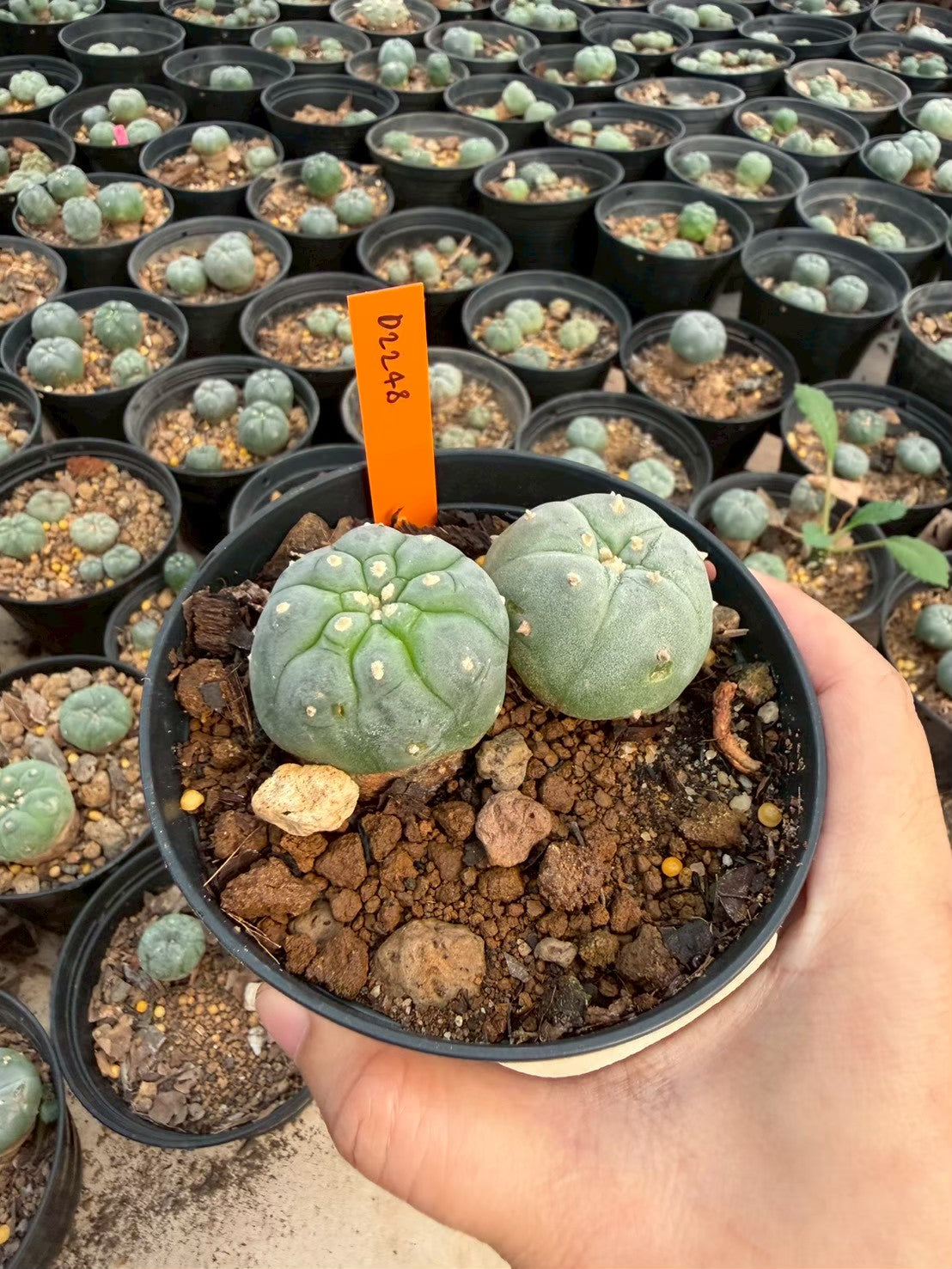 Lophophora williamsii – Peyote Cactus (Seed Grown, 3-3.5 cm, Own Root) 12 years old
