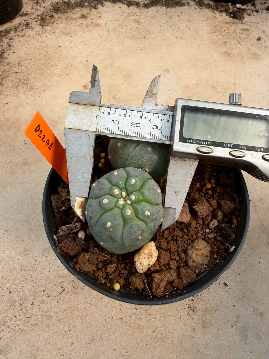 Lophophora williamsii – Peyote Cactus (Seed Grown, 3-3.5 cm, Own Root) 12 years old