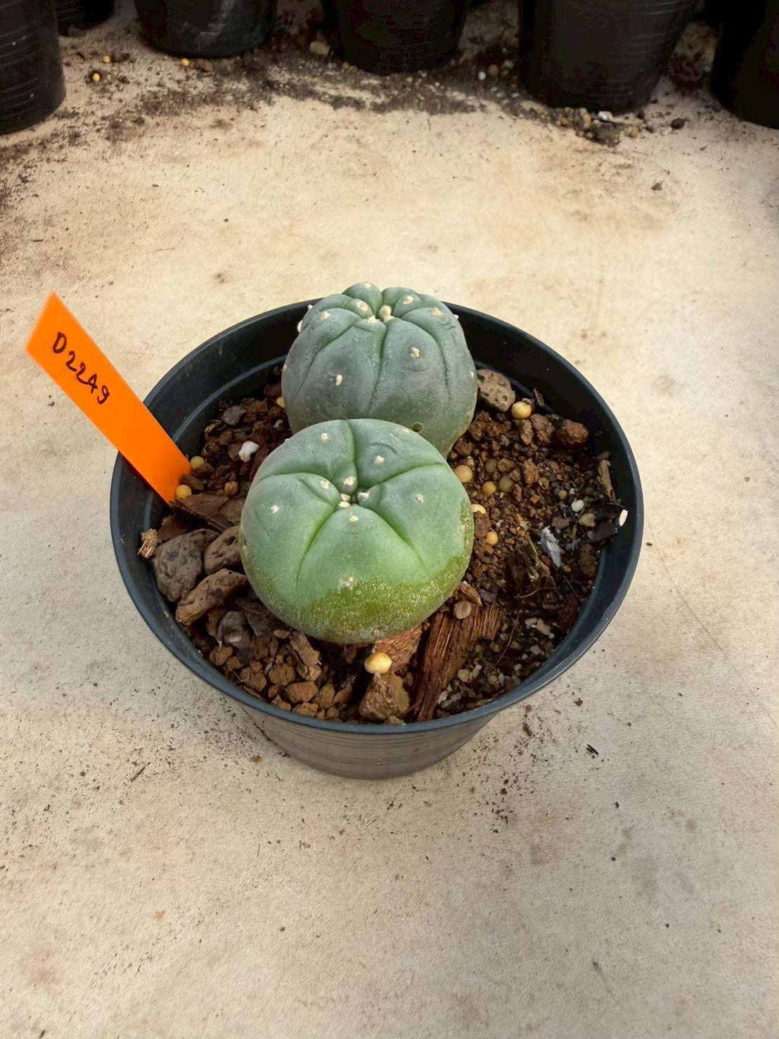 Lophophora williamsii – Peyote Cactus (Seed Grown, 3-3.5 cm, Own Root) 12 years old