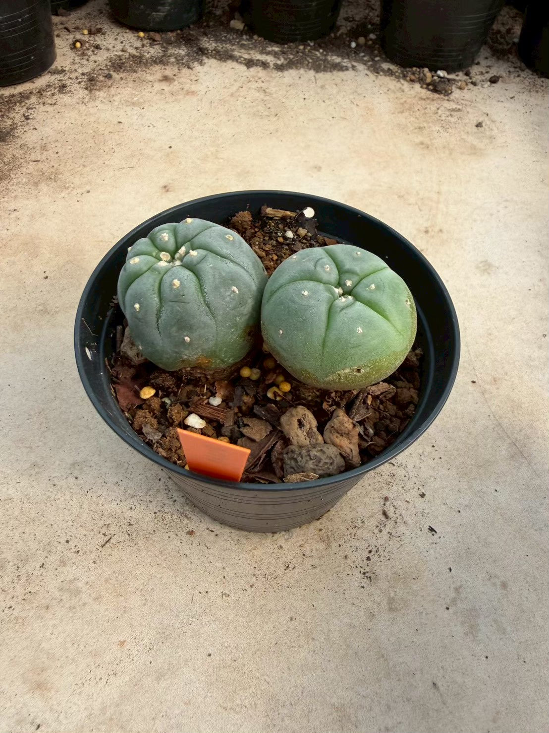 Lophophora williamsii – Peyote Cactus (Seed Grown, 3-3.5 cm, Own Root) 12 years old