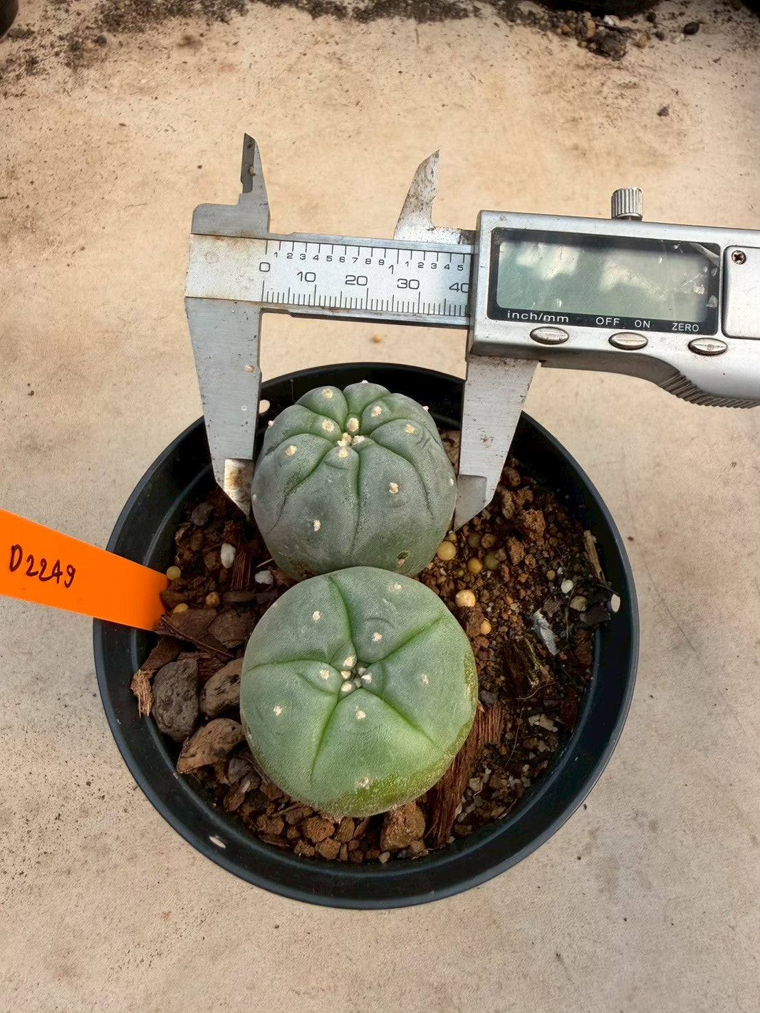 Lophophora williamsii – Peyote Cactus (Seed Grown, 3-3.5 cm, Own Root) 12 years old