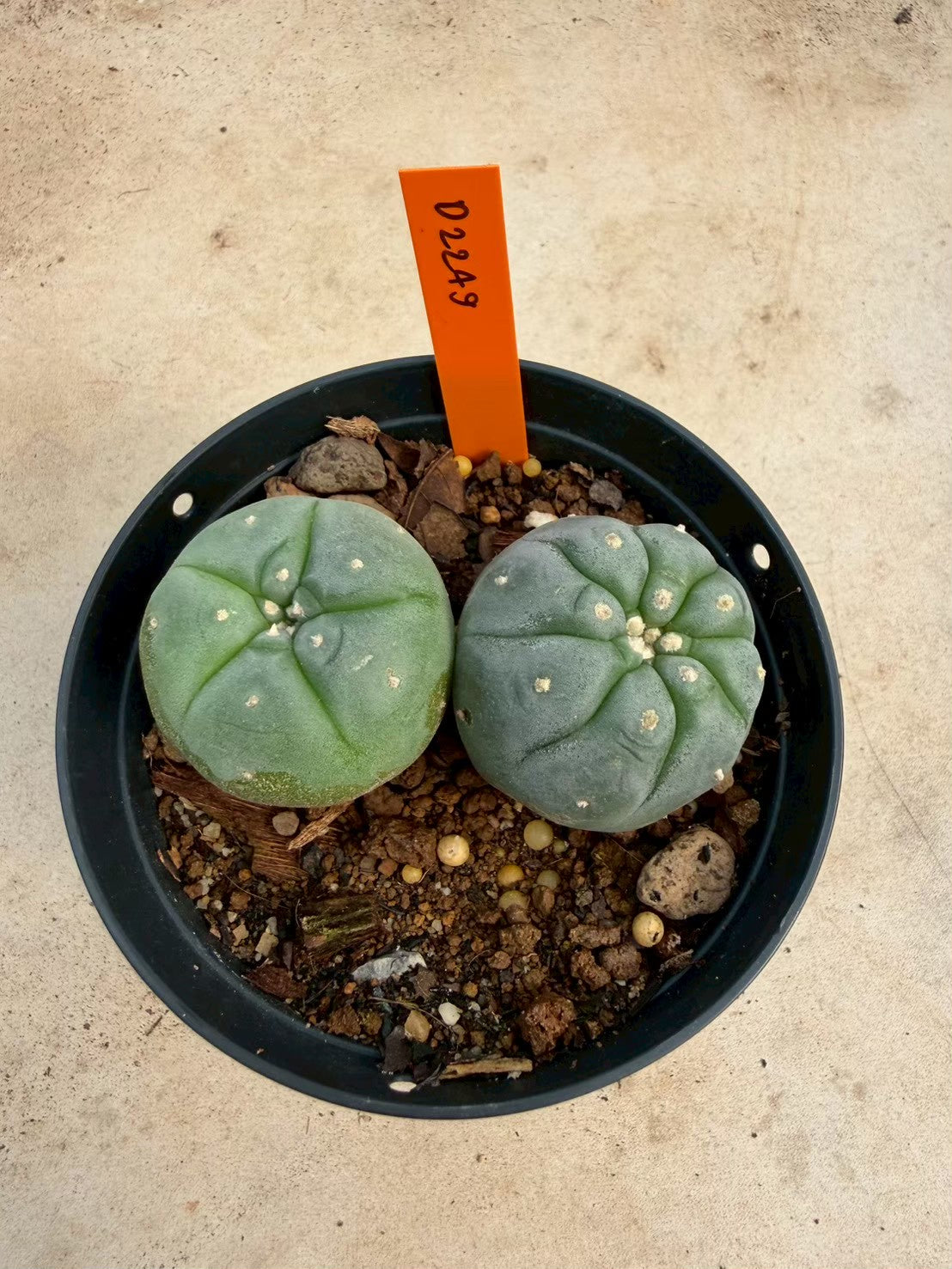 Lophophora williamsii – Peyote Cactus (Seed Grown, 3-3.5 cm, Own Root) 12 years old