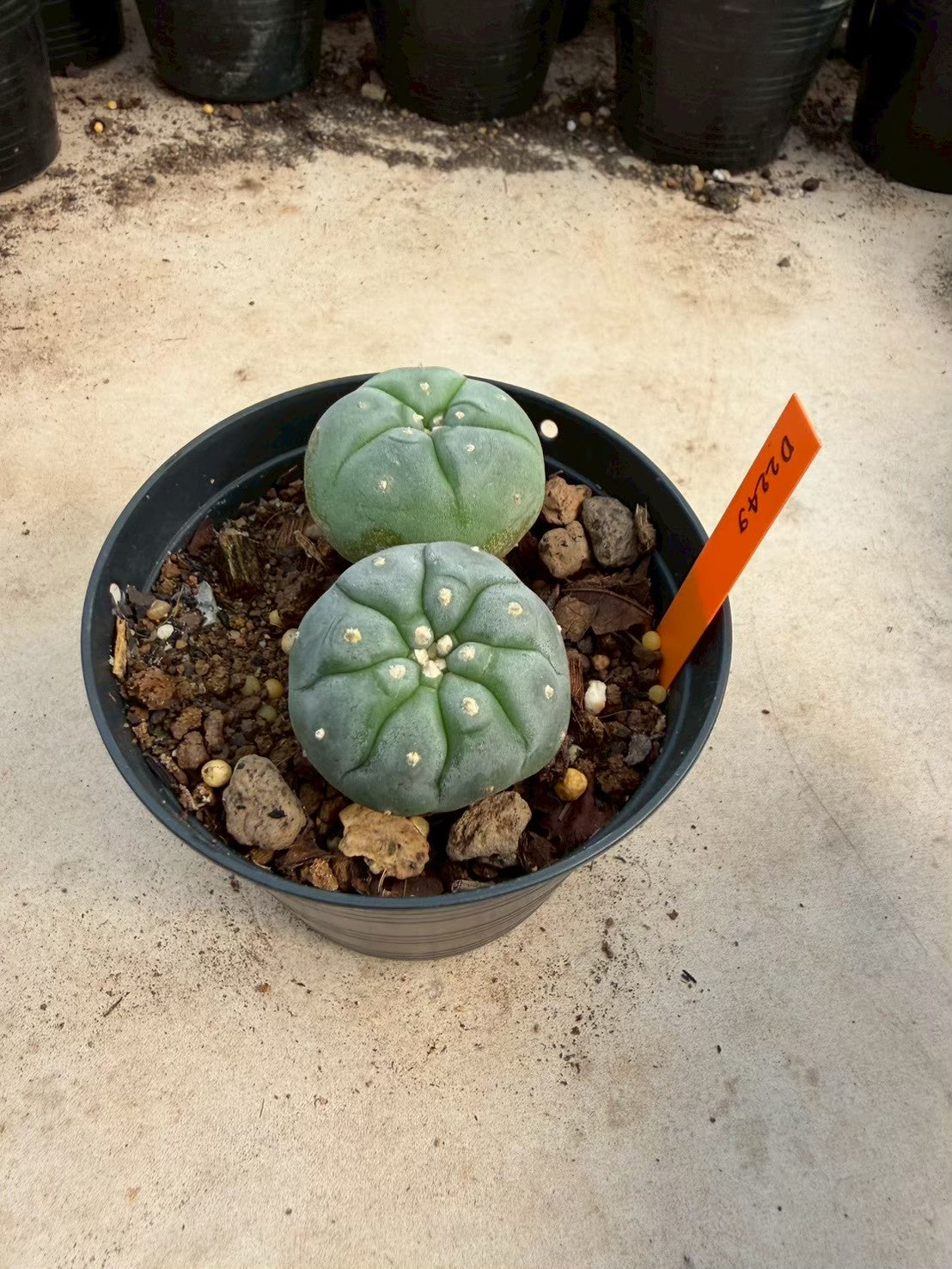 Lophophora williamsii – Peyote Cactus (Seed Grown, 3-3.5 cm, Own Root) 12 years old