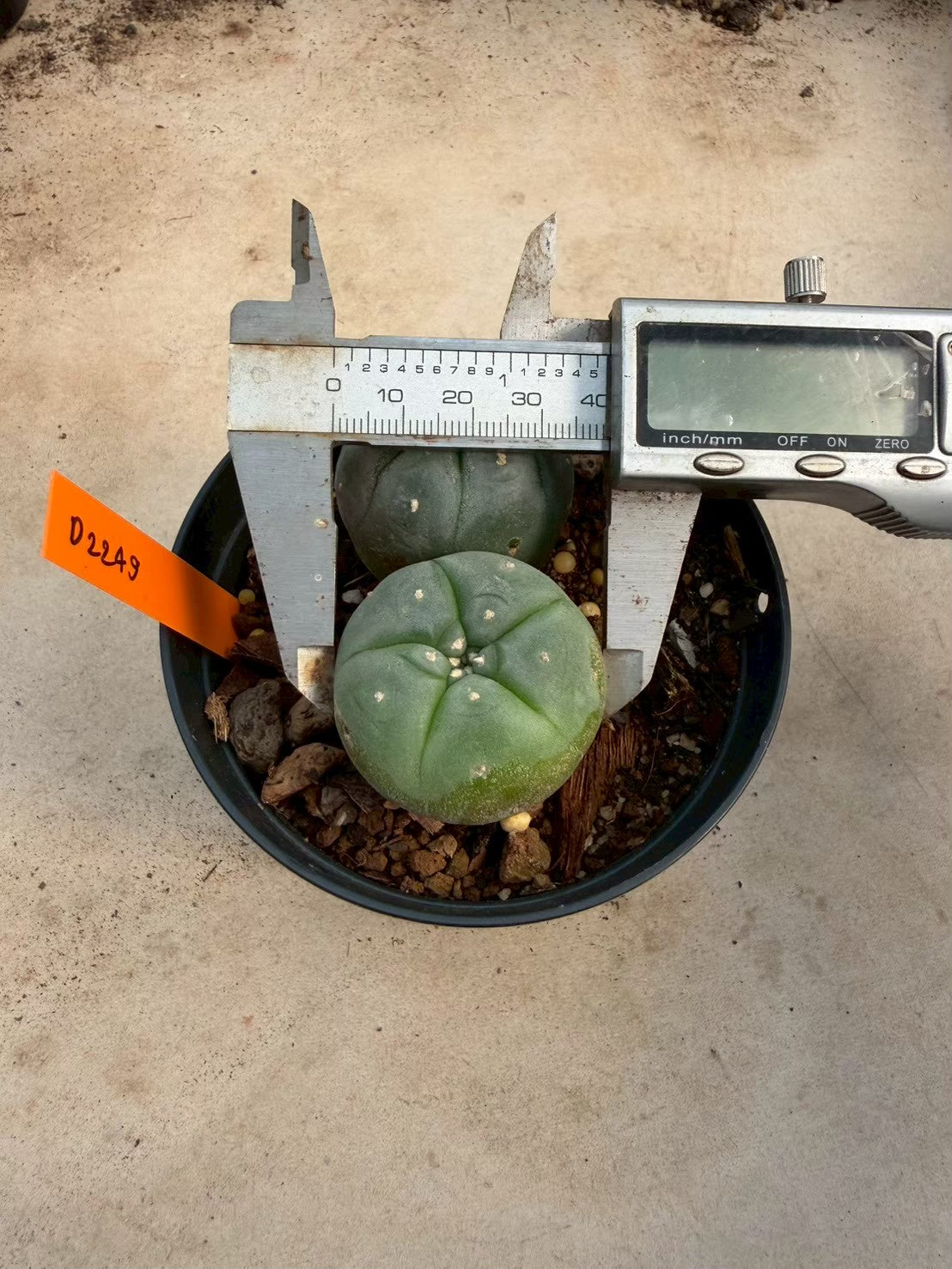 Lophophora williamsii – Peyote Cactus (Seed Grown, 3-3.5 cm, Own Root) 12 years old