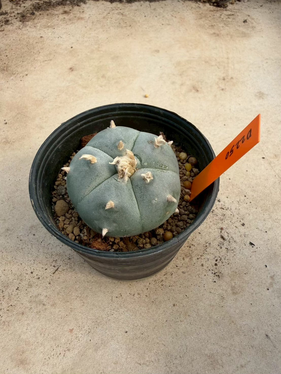 Lophophora williamsii – Peyote Cactus (Seed Grown, 3-3.5 cm, Own Root) 12 years old
