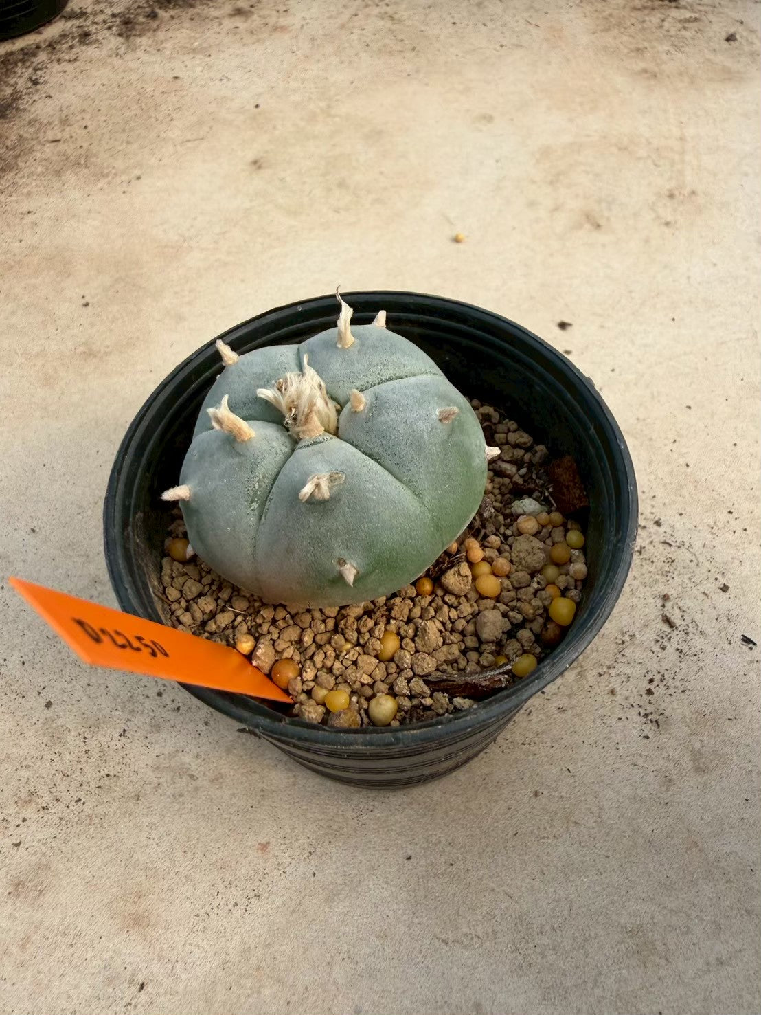 Lophophora williamsii – Peyote Cactus (Seed Grown, 3-3.5 cm, Own Root) 12 years old