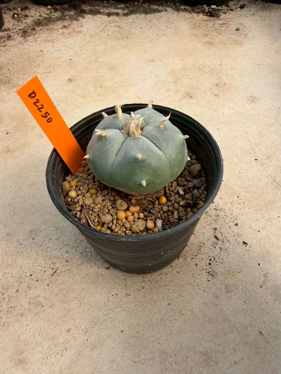 Lophophora williamsii – Peyote Cactus (Seed Grown, 3-3.5 cm, Own Root) 12 years old