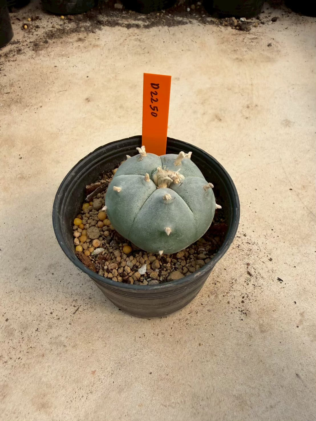 Lophophora williamsii – Peyote Cactus (Seed Grown, 3-3.5 cm, Own Root) 12 years old
