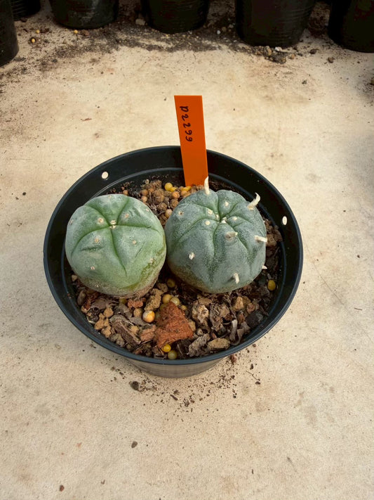 Lophophora williamsii – Peyote Cactus (Seed Grown, 3-3.5 cm, Own Root) 12 years old