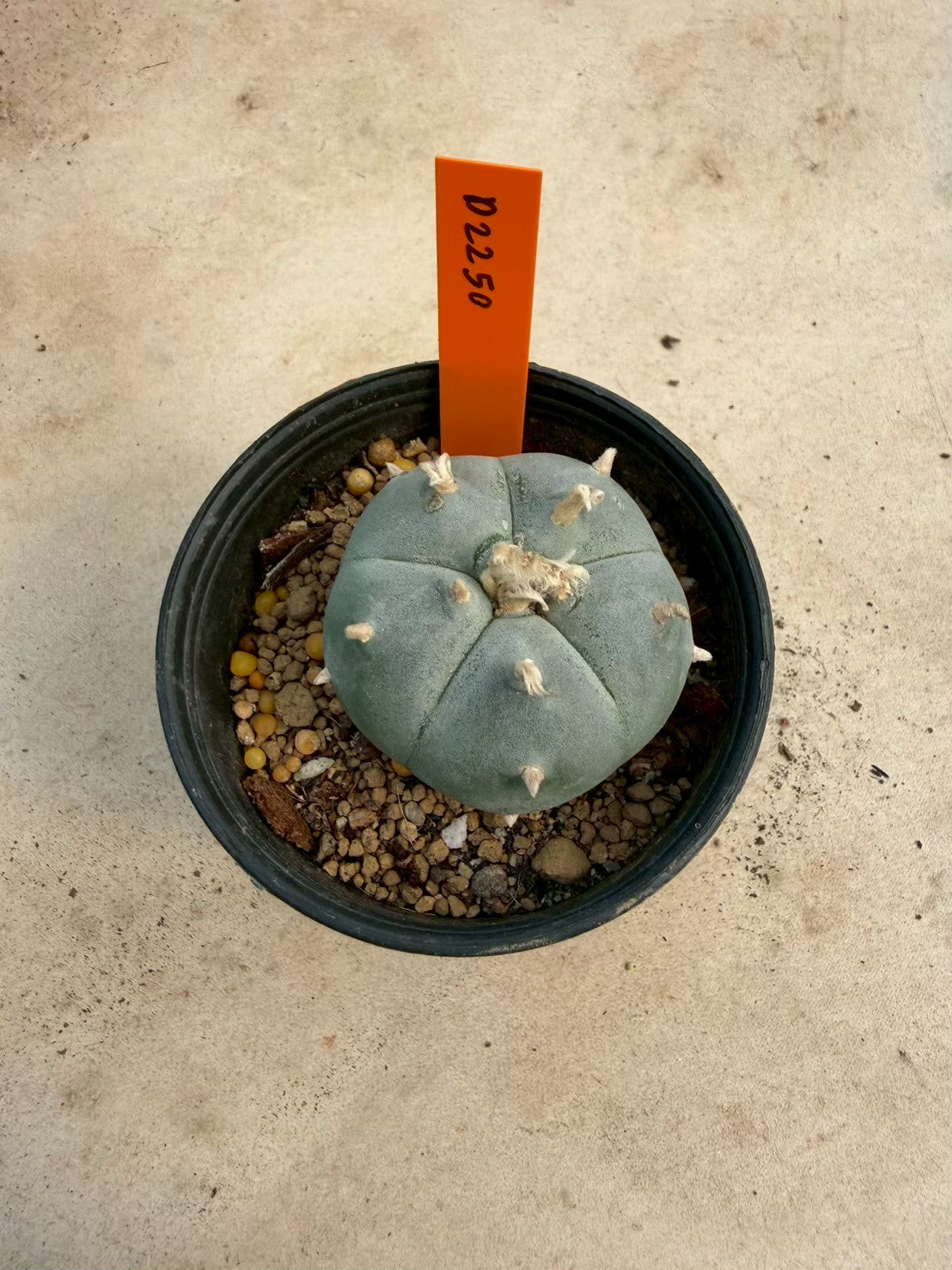 Lophophora williamsii – Peyote Cactus (Seed Grown, 3-3.5 cm, Own Root) 12 years old