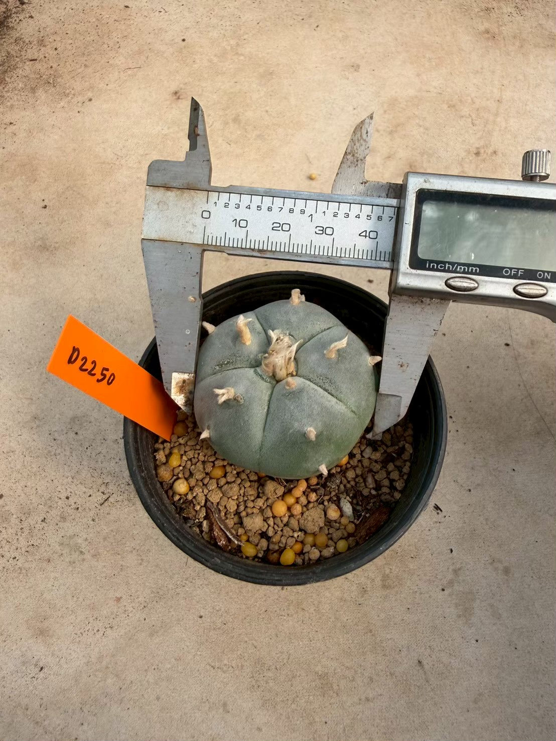 Lophophora williamsii – Peyote Cactus (Seed Grown, 3-3.5 cm, Own Root) 12 years old
