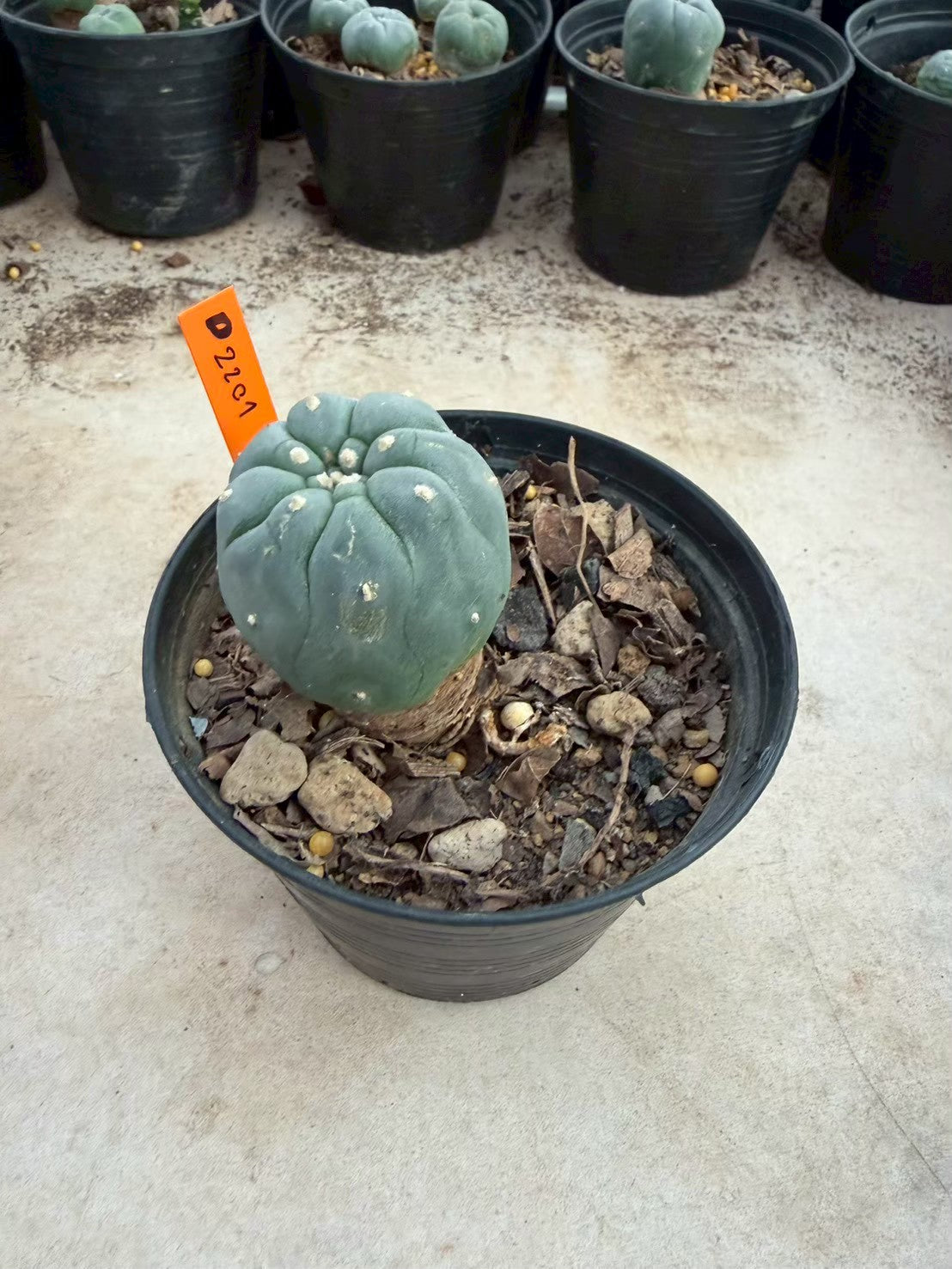 Lophophora williamsii – Peyote Cactus (Seed Grown, 3-3.5 cm, Own Root) 12 years old