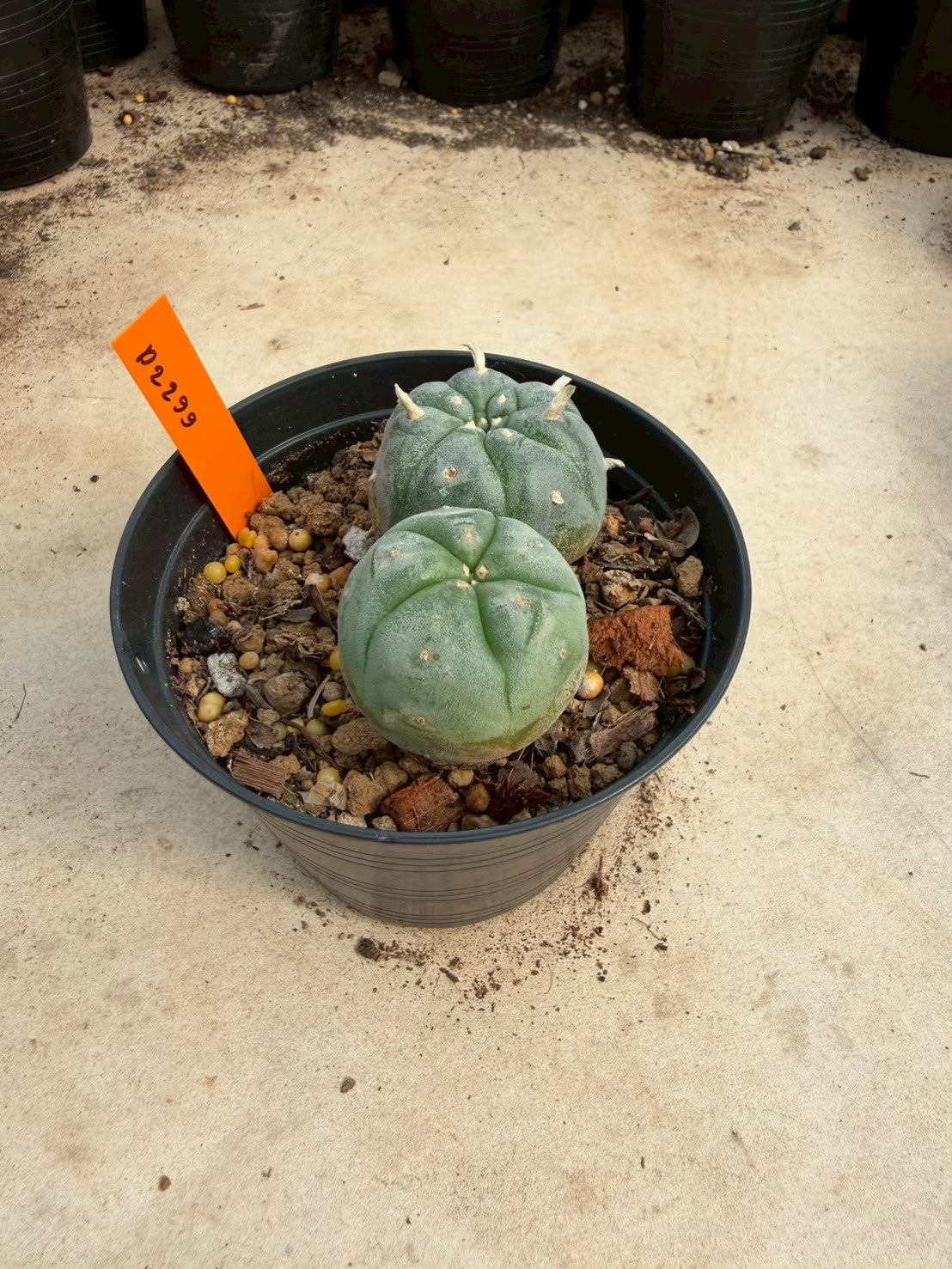 Lophophora williamsii – Peyote Cactus (Seed Grown, 3-3.5 cm, Own Root) 12 years old