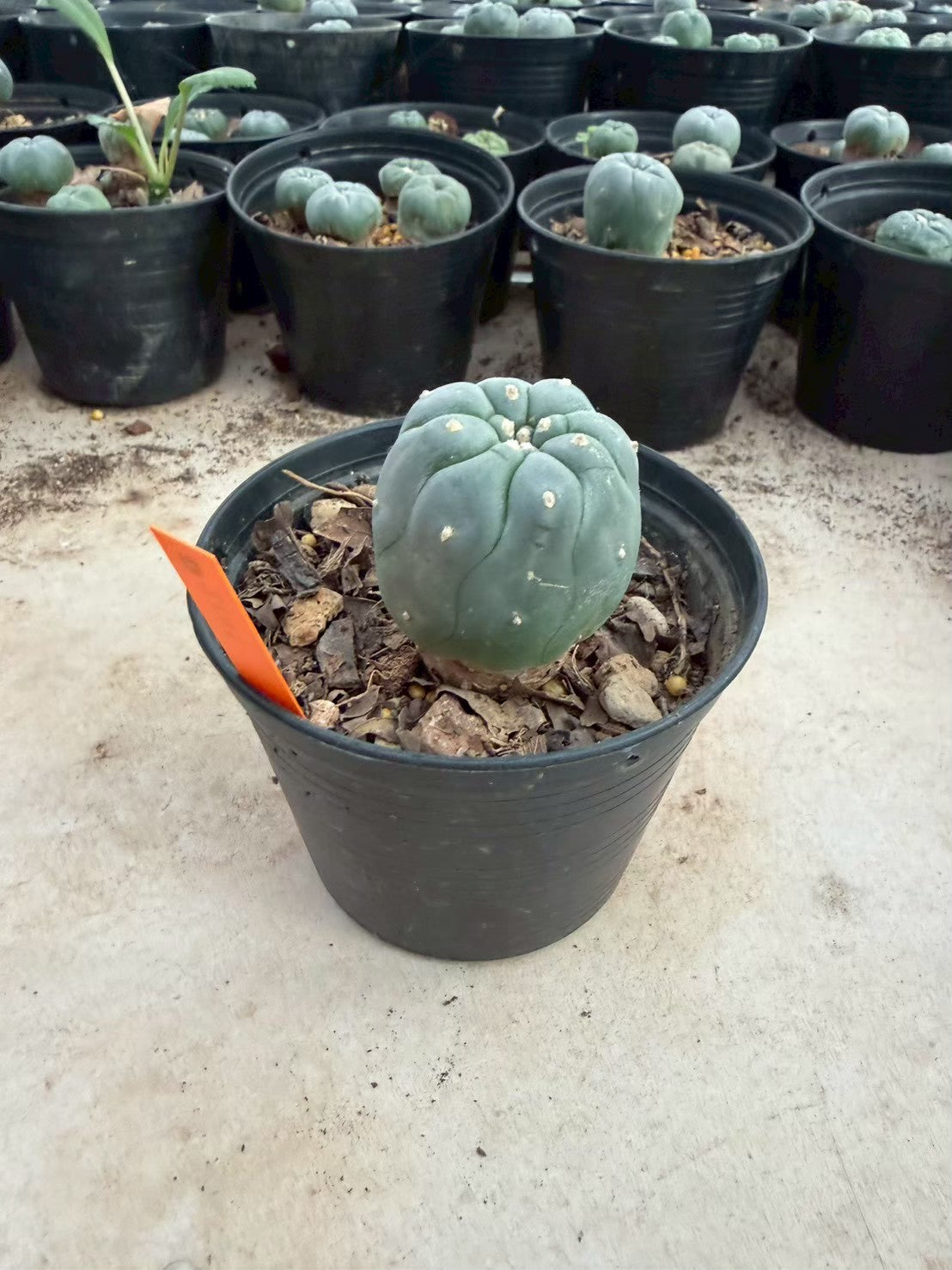 Lophophora williamsii – Peyote Cactus (Seed Grown, 3-3.5 cm, Own Root) 12 years old