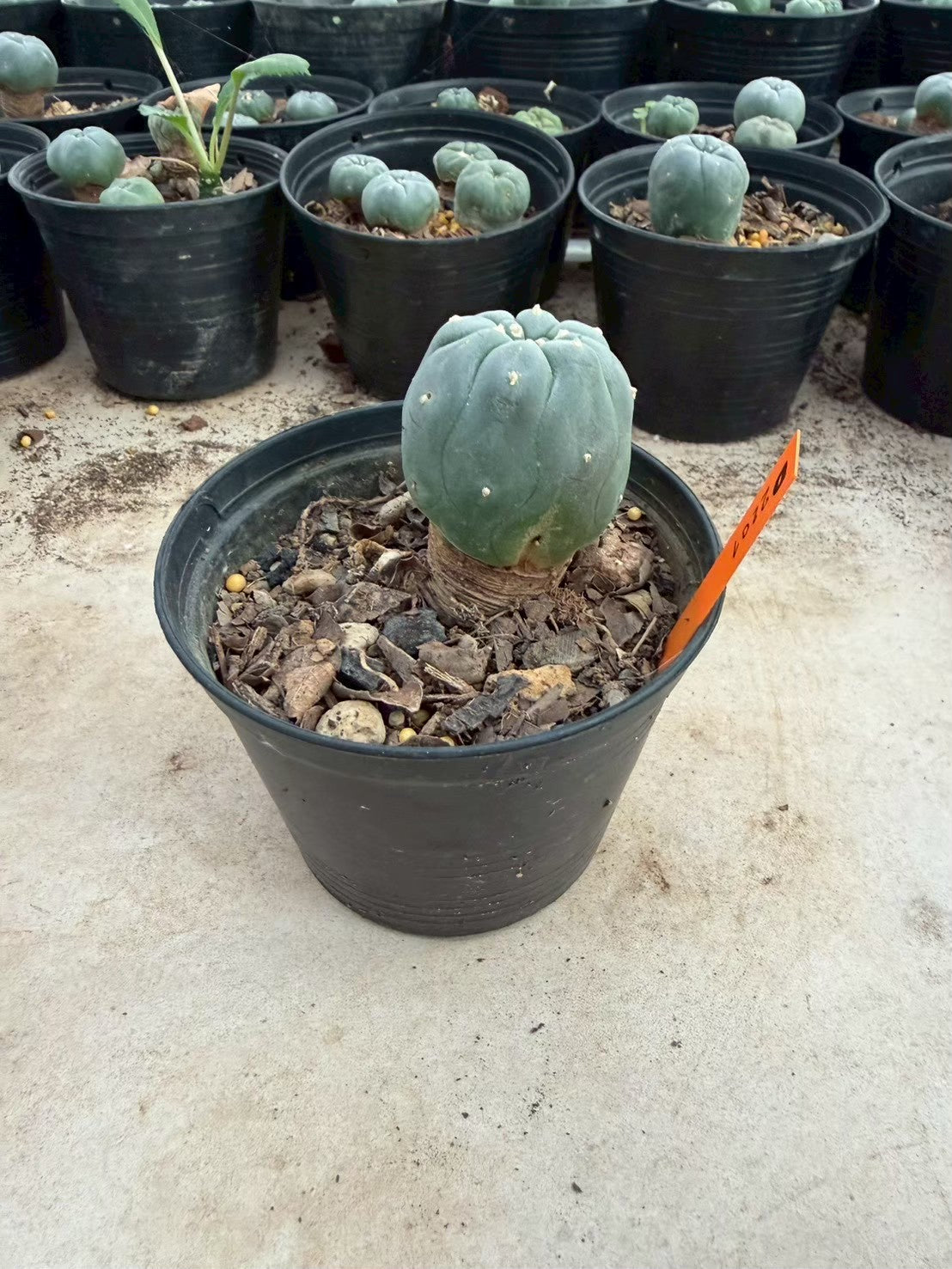Lophophora williamsii – Peyote Cactus (Seed Grown, 3-3.5 cm, Own Root) 12 years old