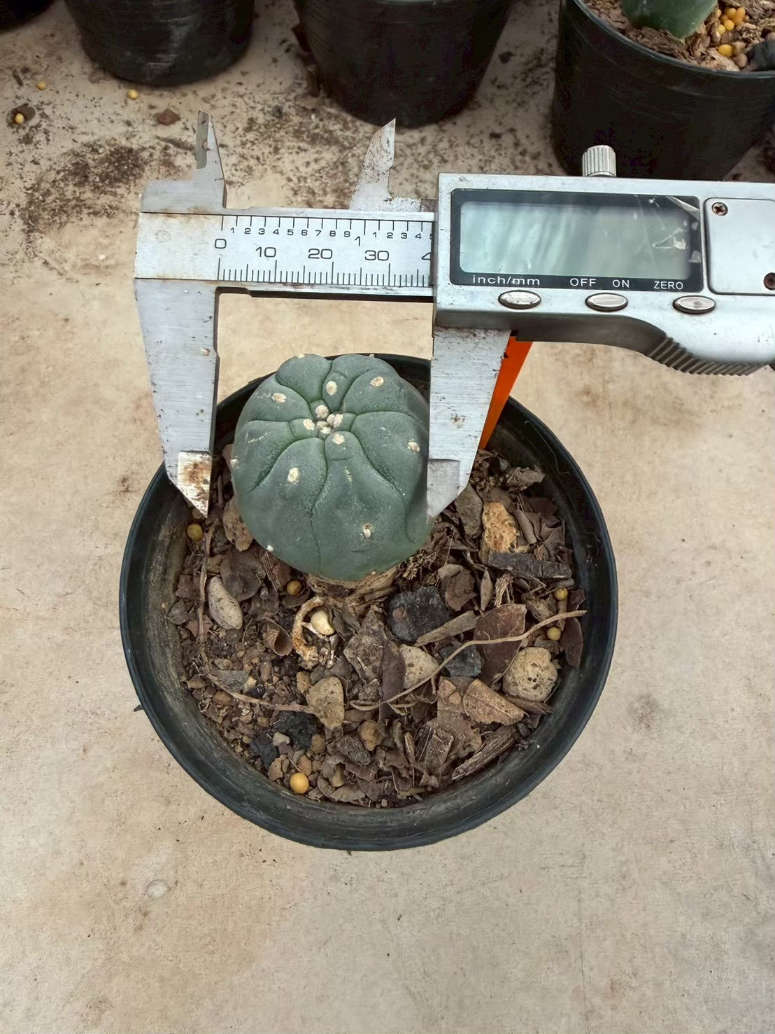 Lophophora williamsii – Peyote Cactus (Seed Grown, 3-3.5 cm, Own Root) 12 years old