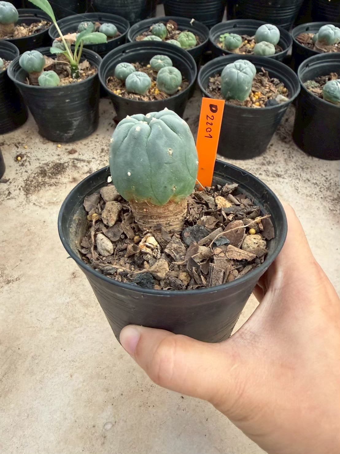 Lophophora williamsii – Peyote Cactus (Seed Grown, 3-3.5 cm, Own Root) 12 years old