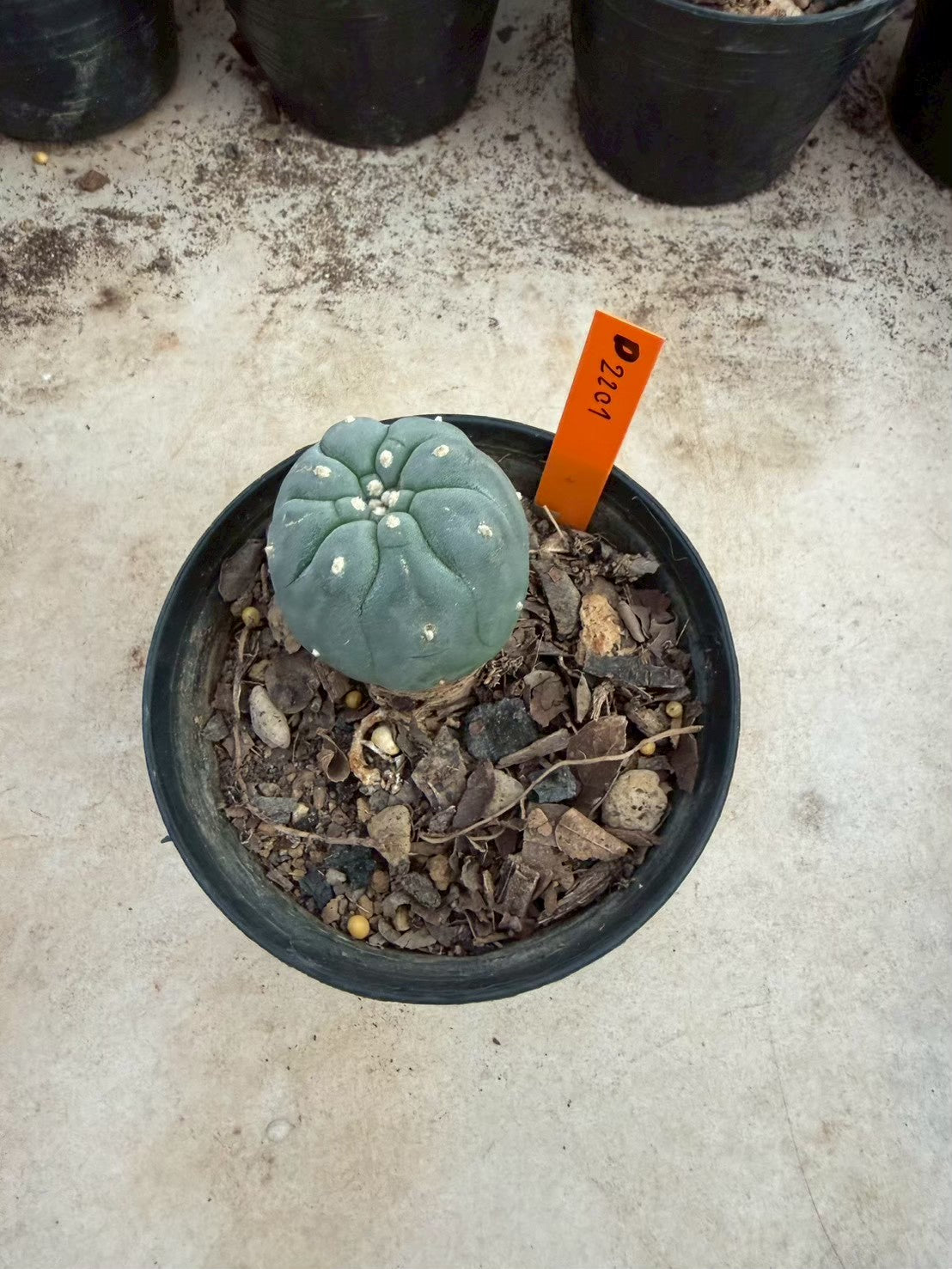 Lophophora williamsii – Peyote Cactus (Seed Grown, 3-3.5 cm, Own Root) 12 years old