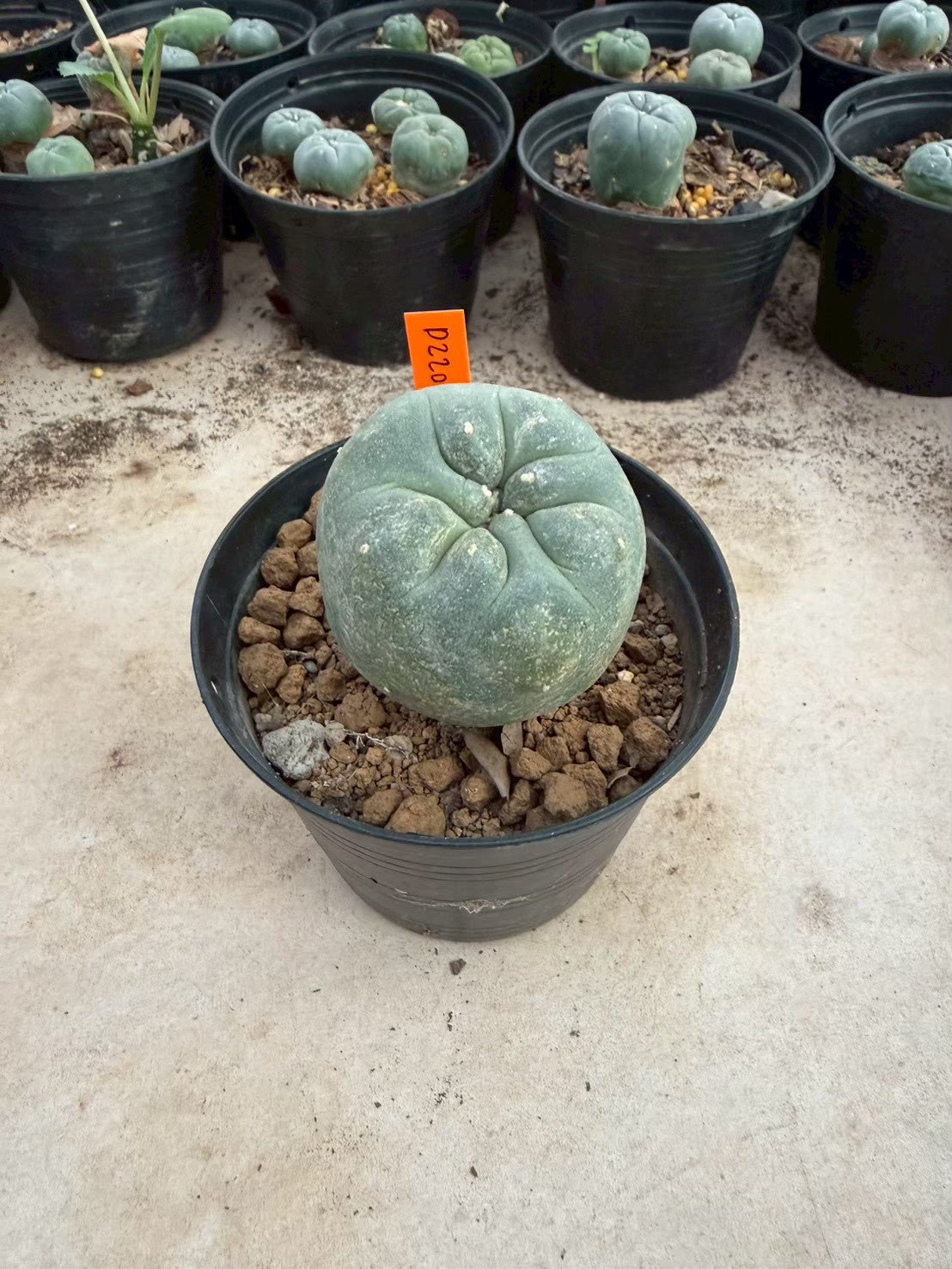 Lophophora williamsii – Peyote Cactus (Seed Grown, 3-3.5 cm, Own Root) 12 years old