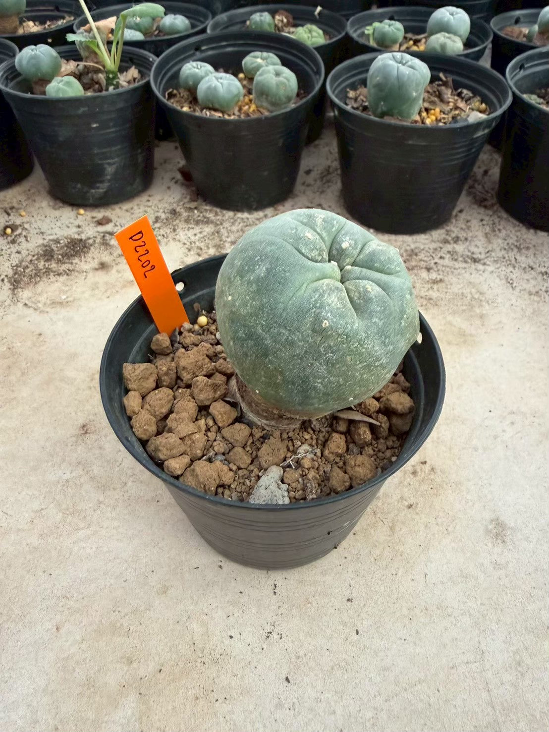 Lophophora williamsii – Peyote Cactus (Seed Grown, 3-3.5 cm, Own Root) 12 years old