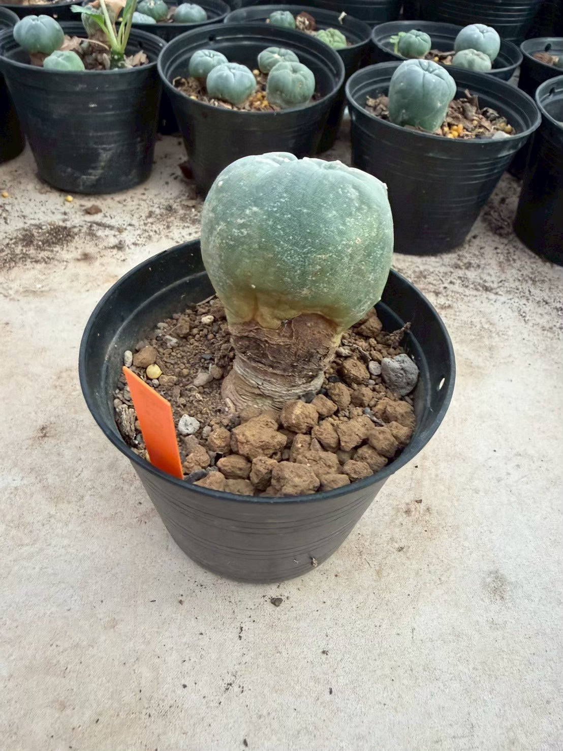 Lophophora williamsii – Peyote Cactus (Seed Grown, 3-3.5 cm, Own Root) 12 years old