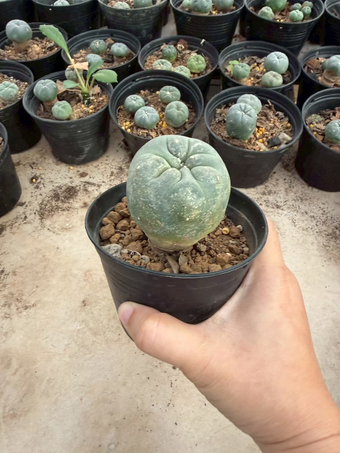 Lophophora williamsii – Peyote Cactus (Seed Grown, 3-3.5 cm, Own Root) 12 years old