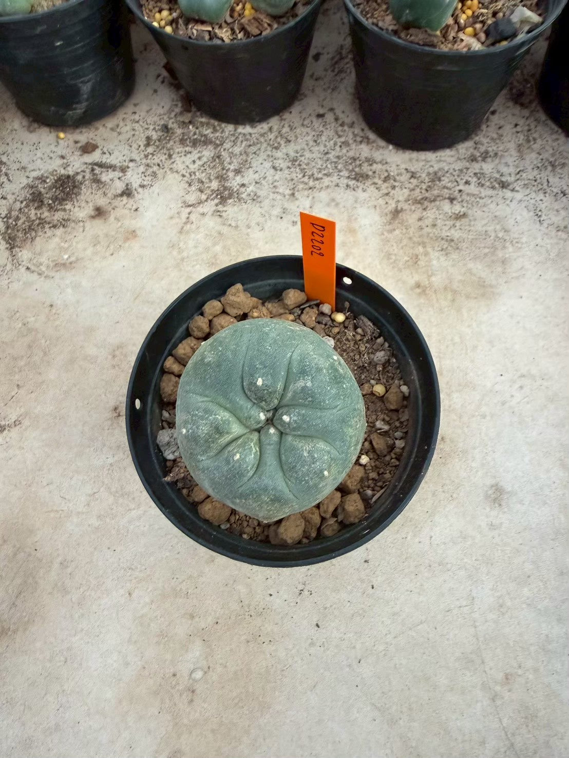 Lophophora williamsii – Peyote Cactus (Seed Grown, 3-3.5 cm, Own Root) 12 years old