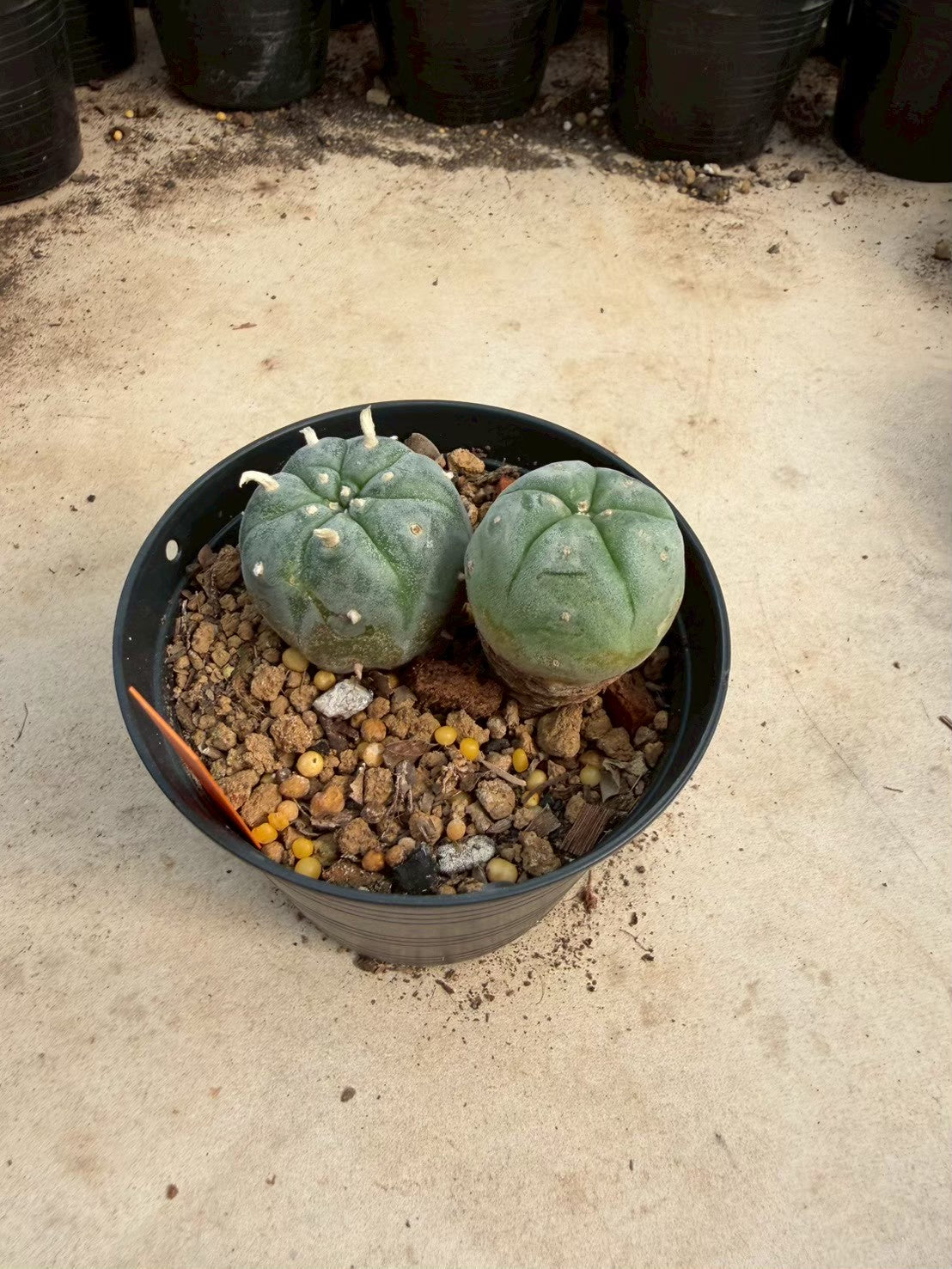 Lophophora williamsii – Peyote Cactus (Seed Grown, 3-3.5 cm, Own Root) 12 years old