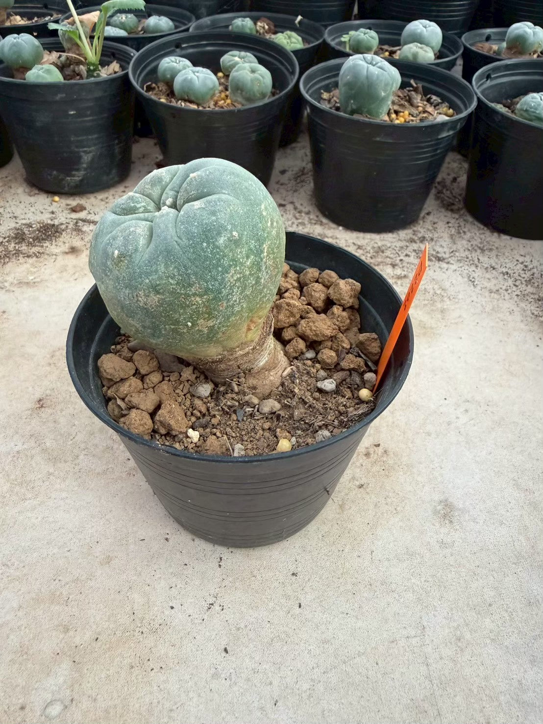 Lophophora williamsii – Peyote Cactus (Seed Grown, 3-3.5 cm, Own Root) 12 years old
