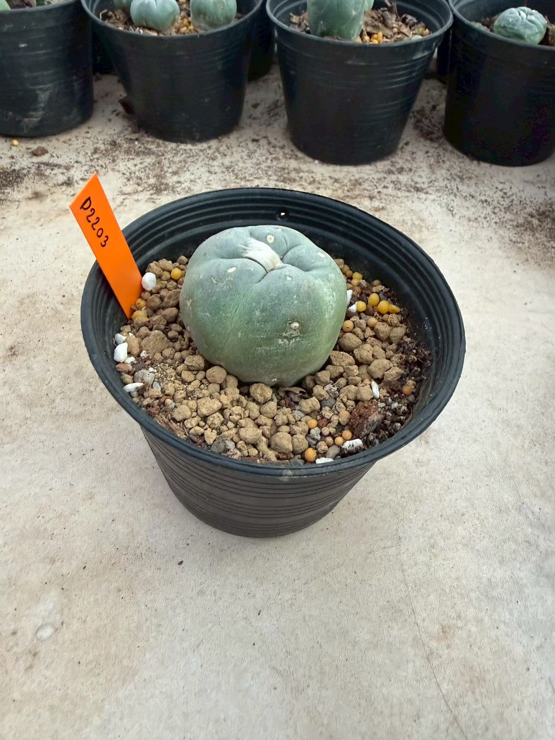 Lophophora williamsii – Peyote Cactus (Seed Grown, 3-3.5 cm, Own Root) 12 years old