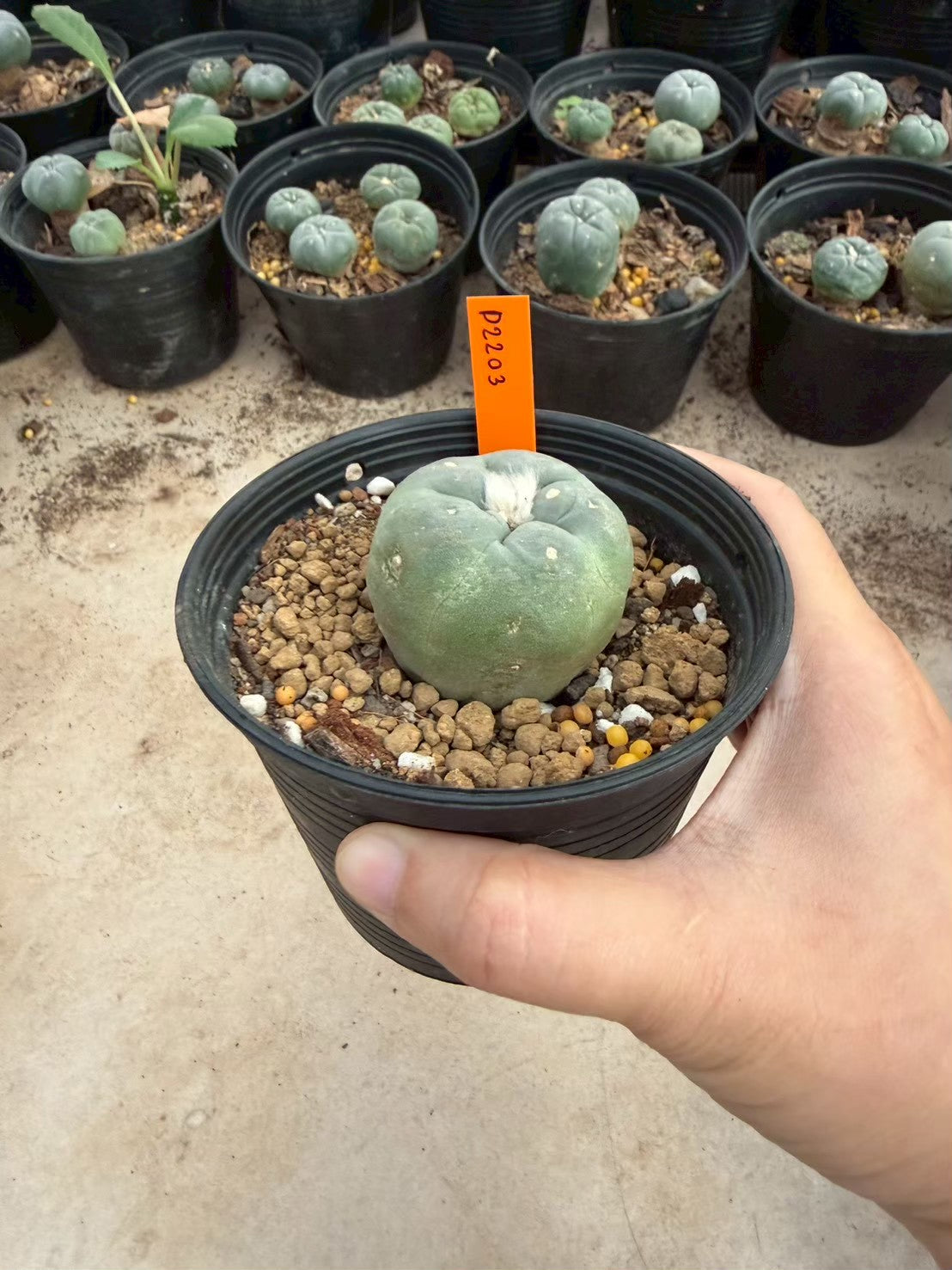 Lophophora williamsii – Peyote Cactus (Seed Grown, 3-3.5 cm, Own Root) 12 years old
