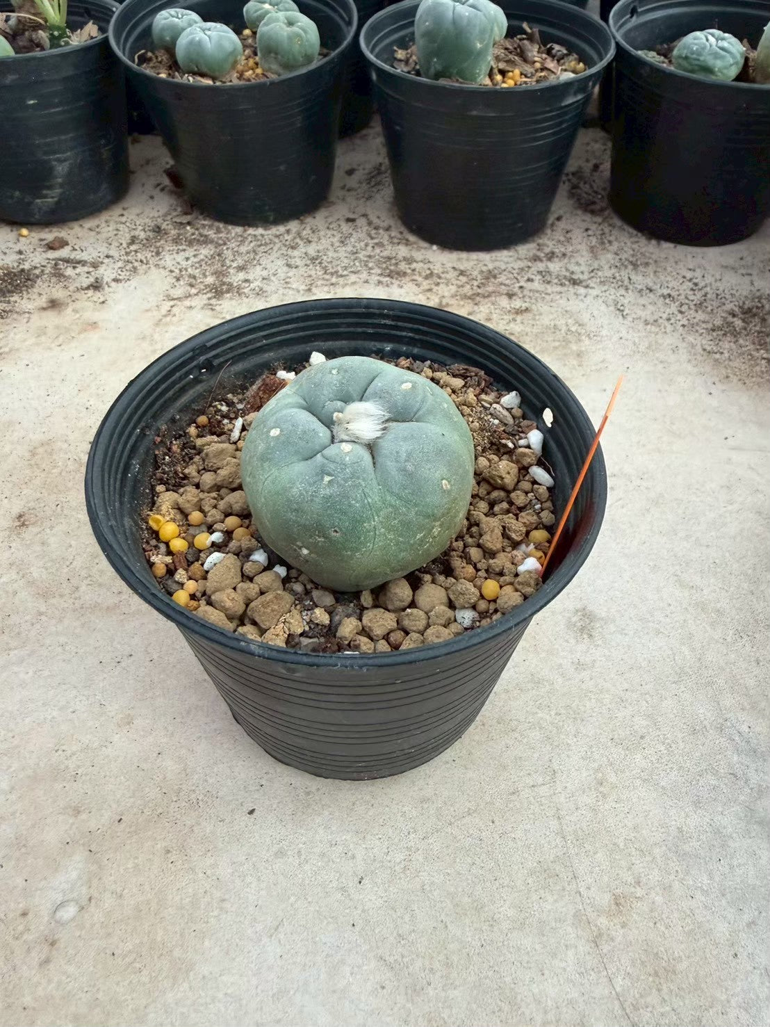 Lophophora williamsii – Peyote Cactus (Seed Grown, 3-3.5 cm, Own Root) 12 years old