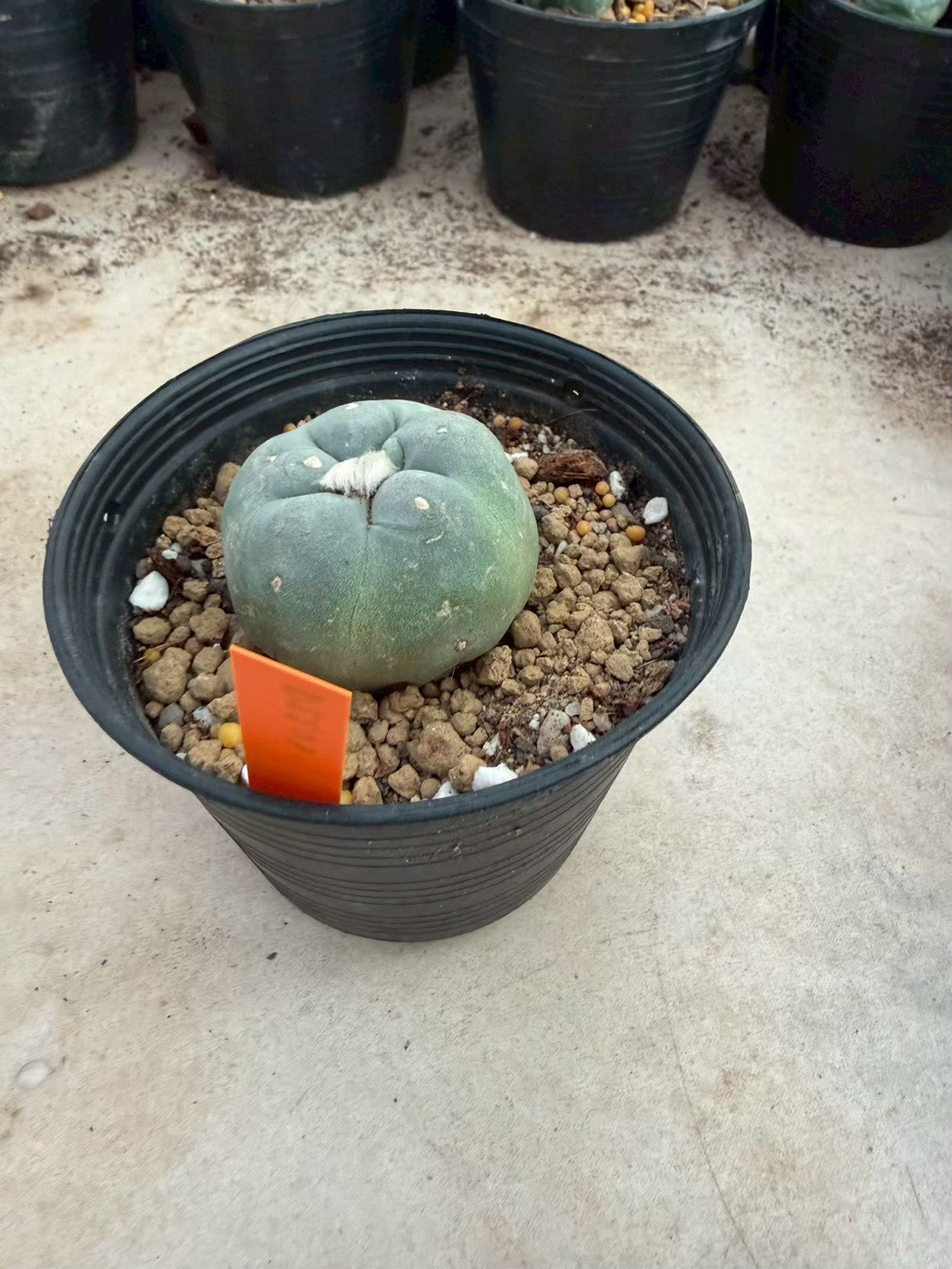 Lophophora williamsii – Peyote Cactus (Seed Grown, 3-3.5 cm, Own Root) 12 years old