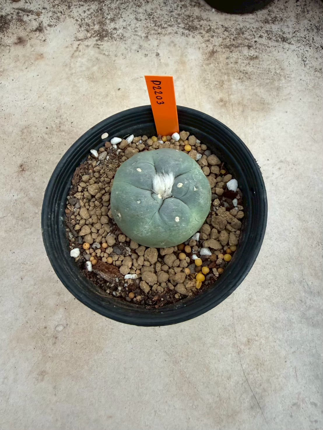 Lophophora williamsii – Peyote Cactus (Seed Grown, 3-3.5 cm, Own Root) 12 years old