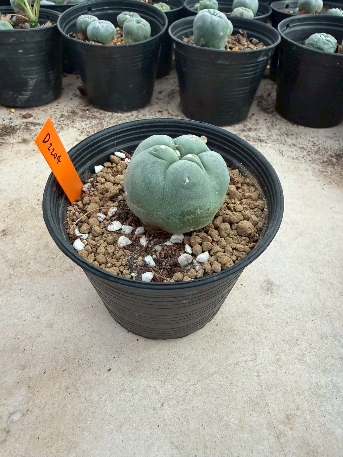 Lophophora williamsii – Peyote Cactus (Seed Grown, 3-3.5 cm, Own Root) 12 years old