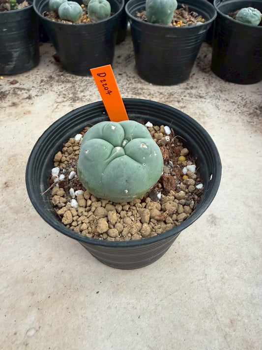 Lophophora williamsii – Peyote Cactus (Seed Grown, 3-3.5 cm, Own Root) 12 years old