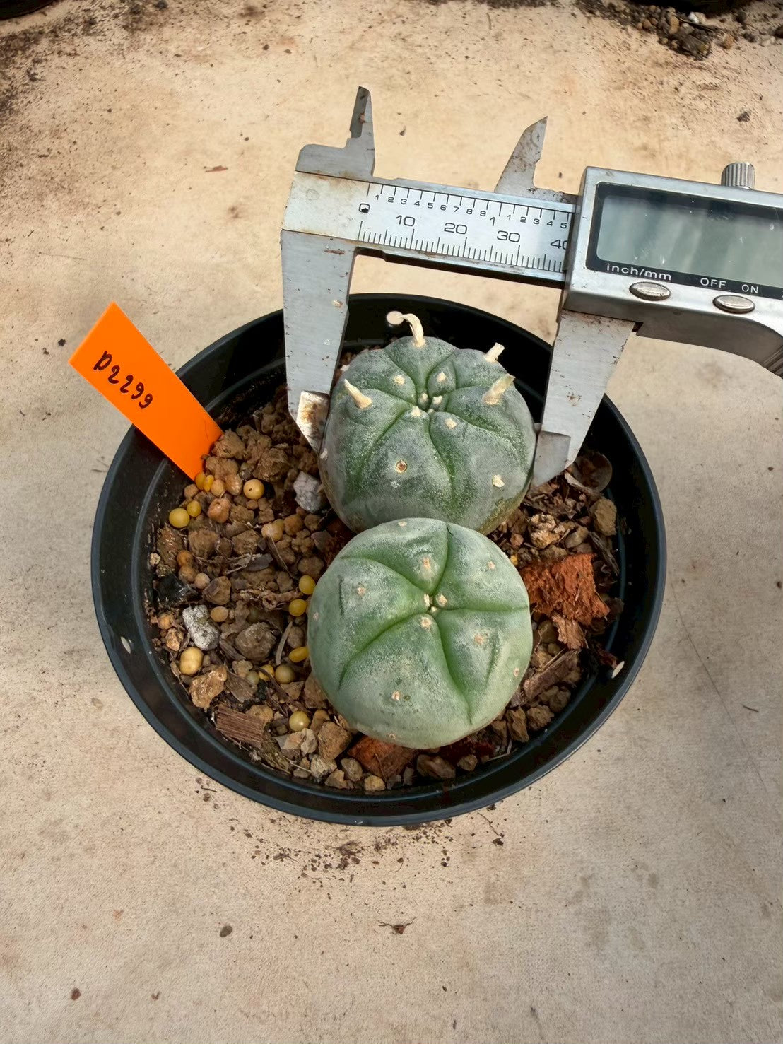 Lophophora williamsii – Peyote Cactus (Seed Grown, 3-3.5 cm, Own Root) 12 years old
