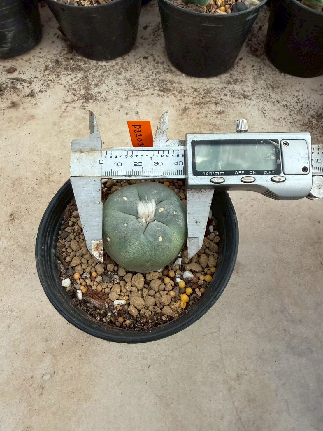 Lophophora williamsii – Peyote Cactus (Seed Grown, 3-3.5 cm, Own Root) 12 years old