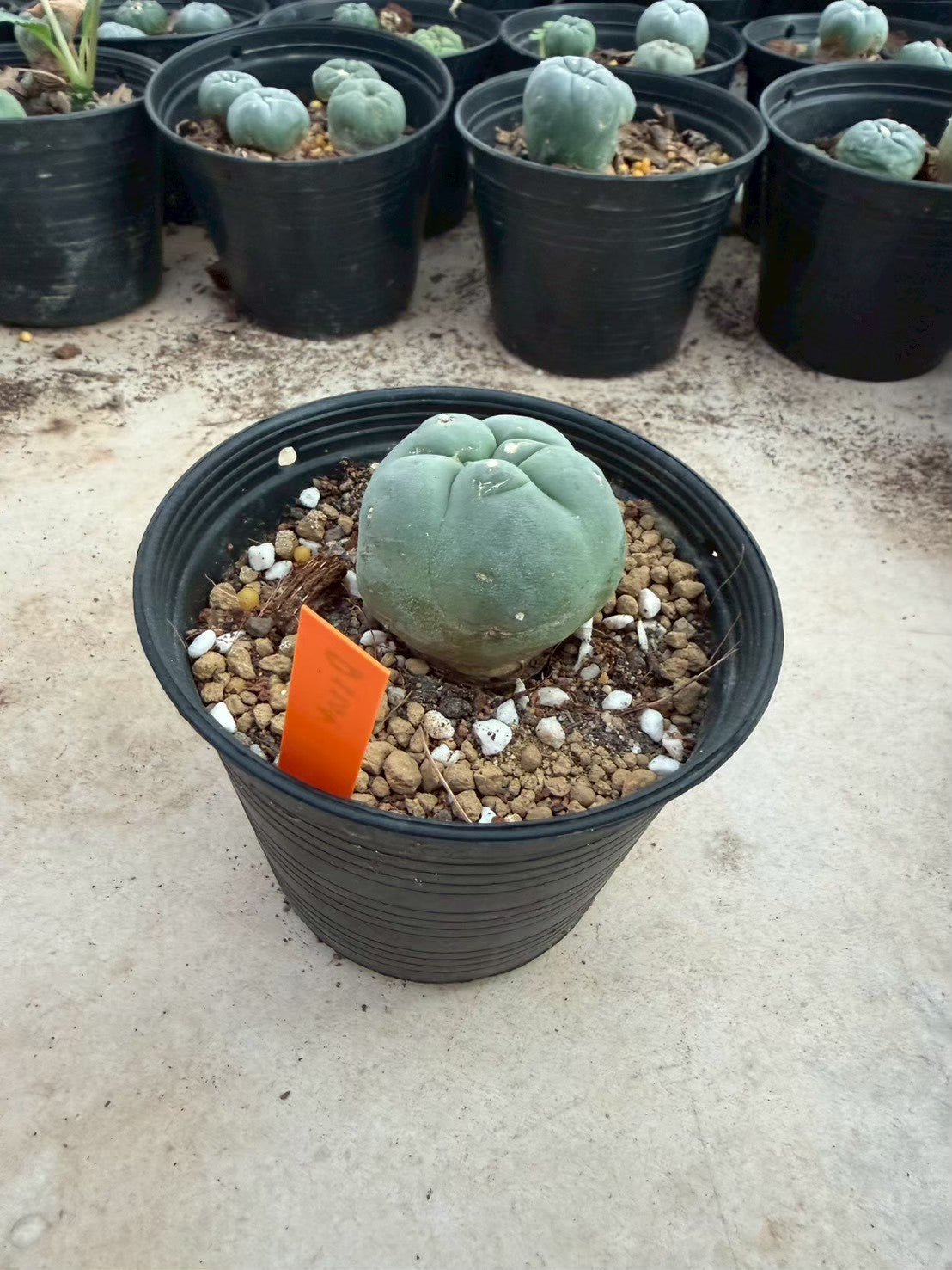 Lophophora williamsii – Peyote Cactus (Seed Grown, 3-3.5 cm, Own Root) 12 years old