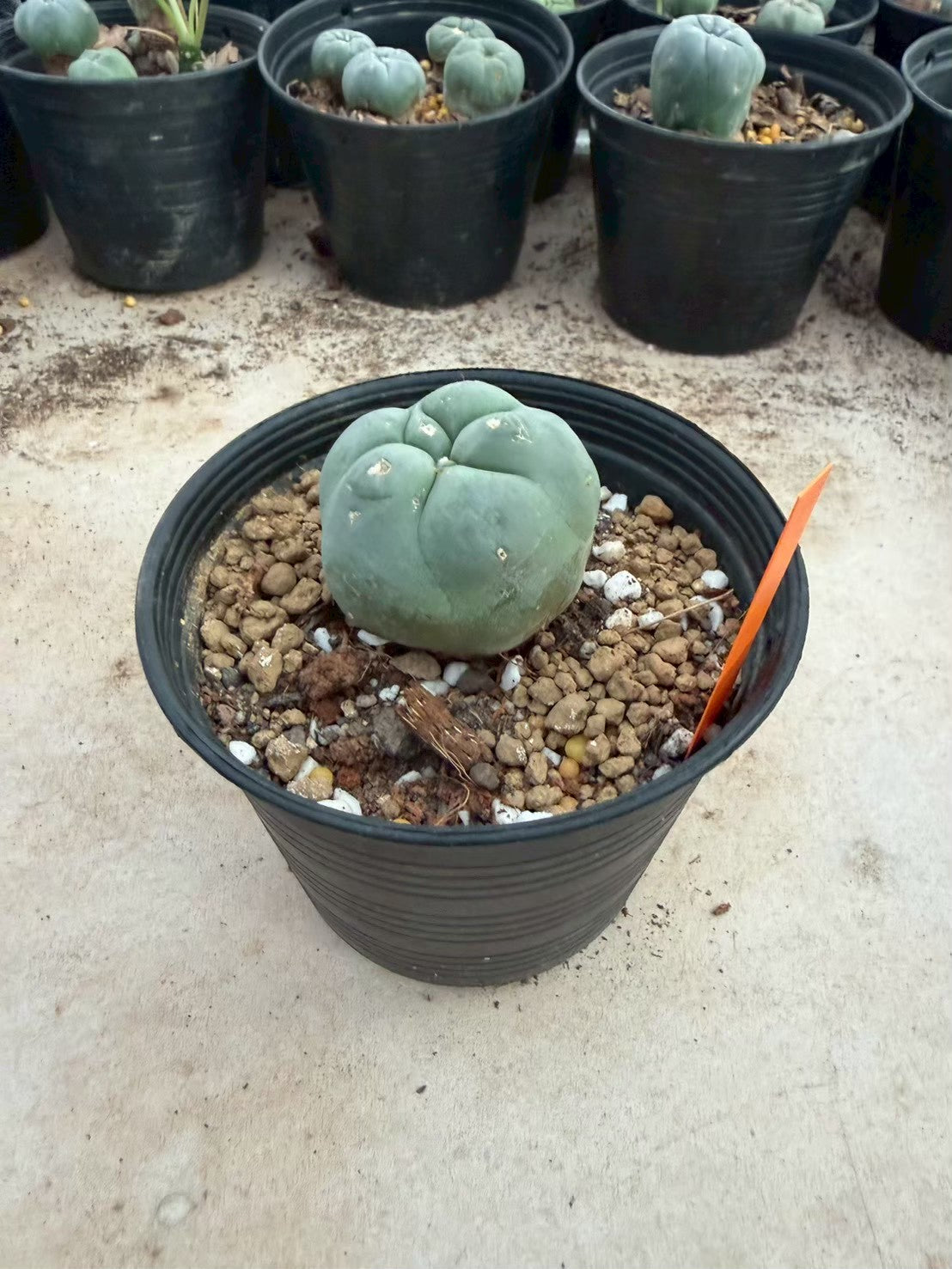 Lophophora williamsii – Peyote Cactus (Seed Grown, 3-3.5 cm, Own Root) 12 years old