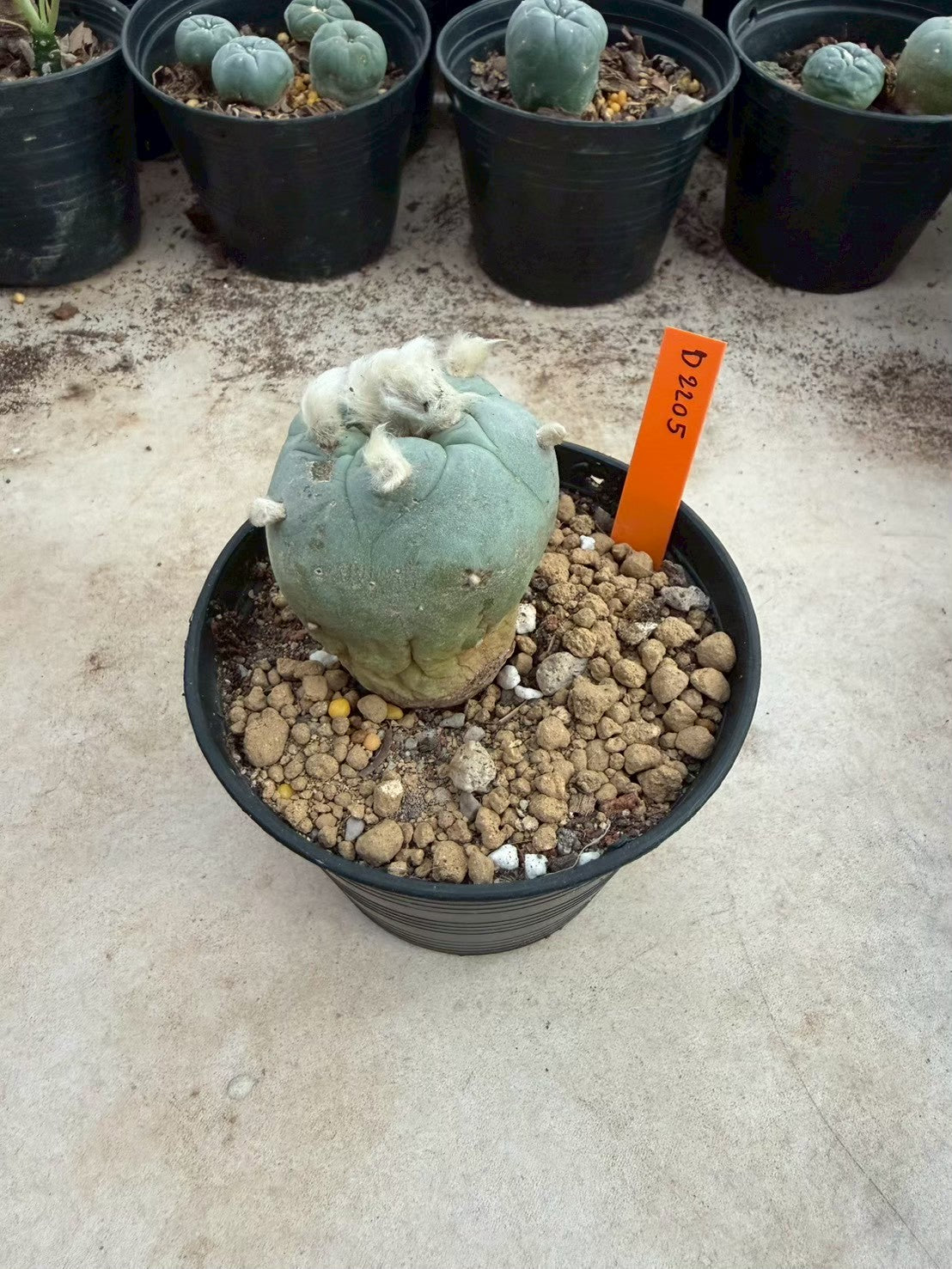 Lophophora Diffusa –  Cactus (Seed Grown, 3-3.5 cm, Own Root) 12 years old