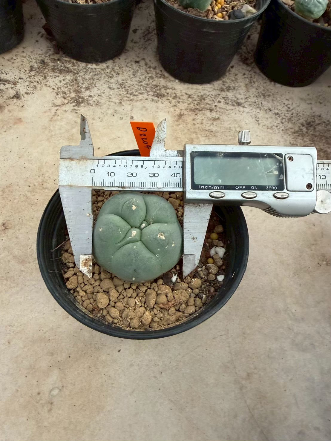 Lophophora williamsii – Peyote Cactus (Seed Grown, 3-3.5 cm, Own Root) 12 years old
