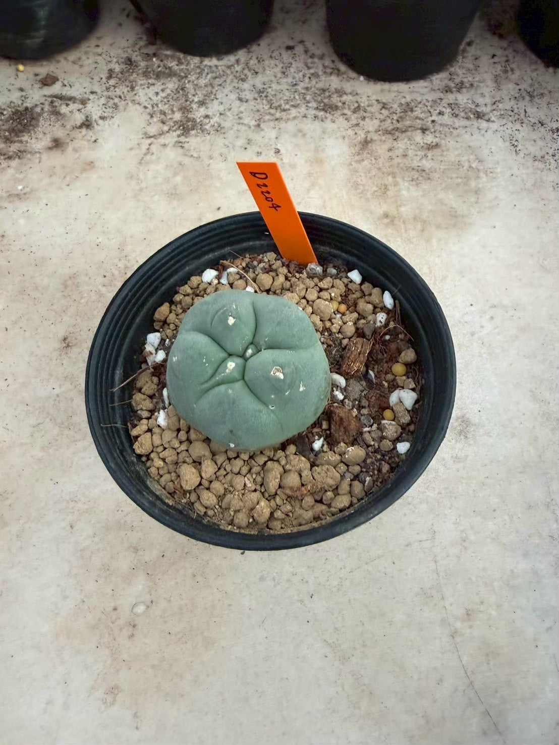 Lophophora williamsii – Peyote Cactus (Seed Grown, 3-3.5 cm, Own Root) 12 years old