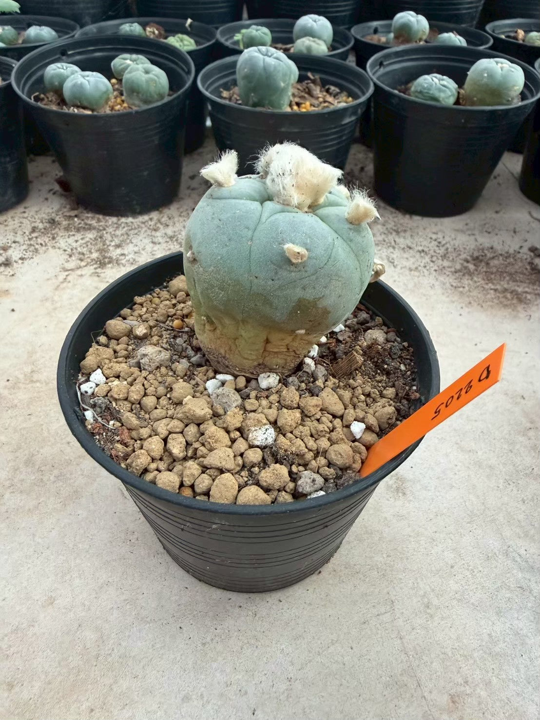 Lophophora Diffusa –  Cactus (Seed Grown, 3-3.5 cm, Own Root) 12 years old