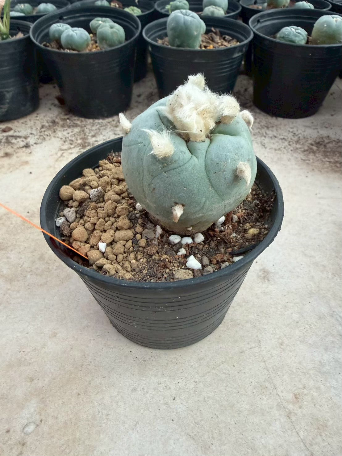 Lophophora Diffusa –  Cactus (Seed Grown, 3-3.5 cm, Own Root) 12 years old