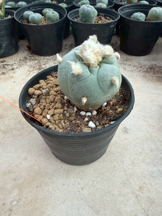Lophophora Diffusa –  Cactus (Seed Grown, 3-3.5 cm, Own Root) 12 years old
